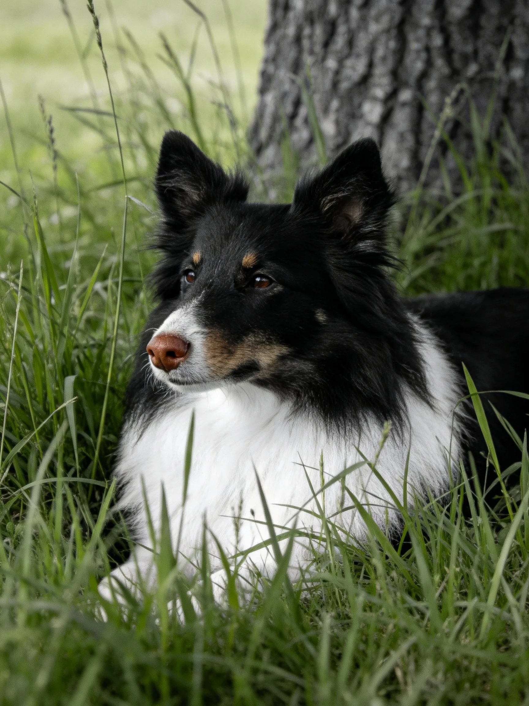 A black and white dog rests in tall grass beside a large tree