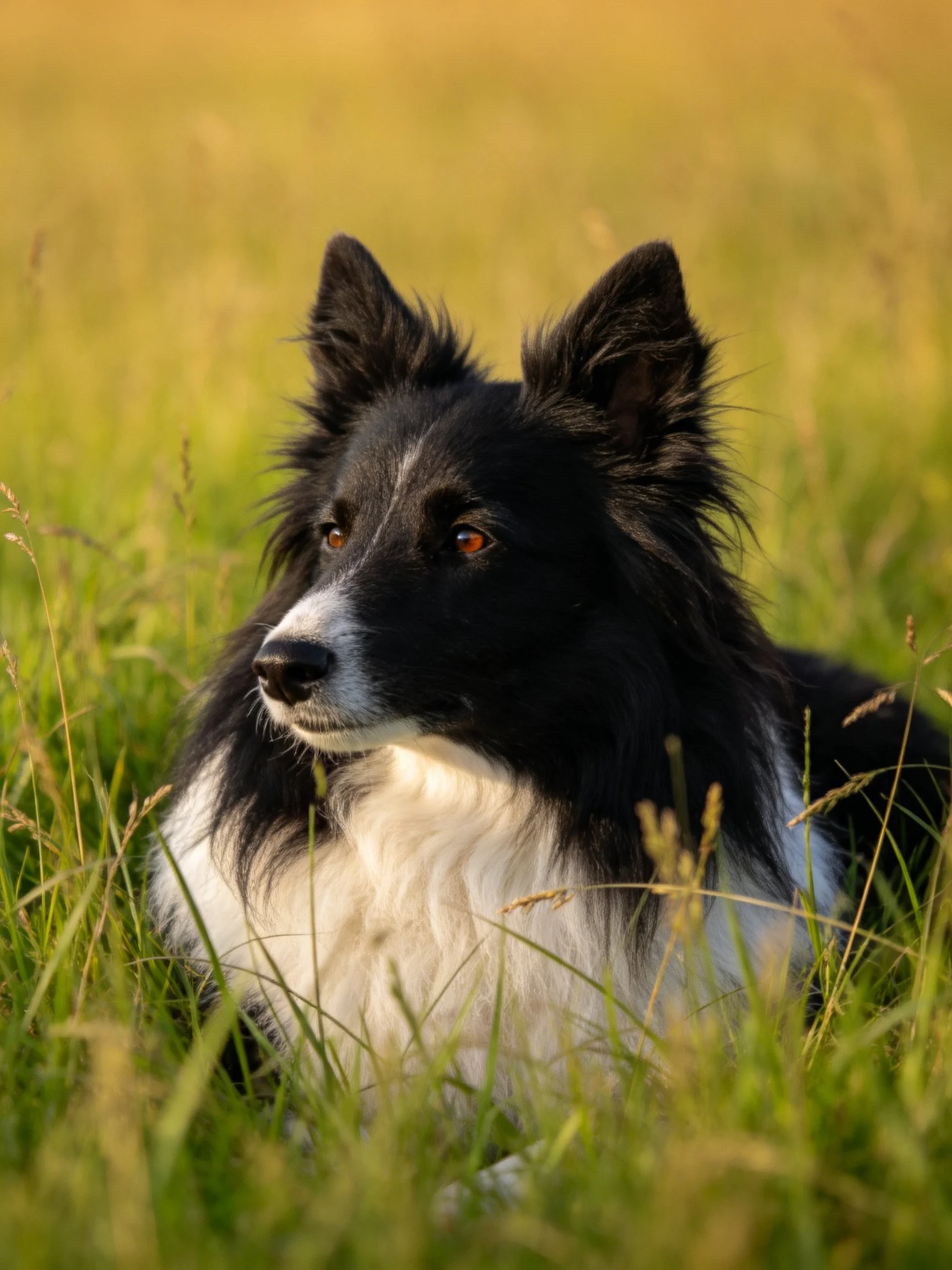 A black and white dog rests calmly among tall grass