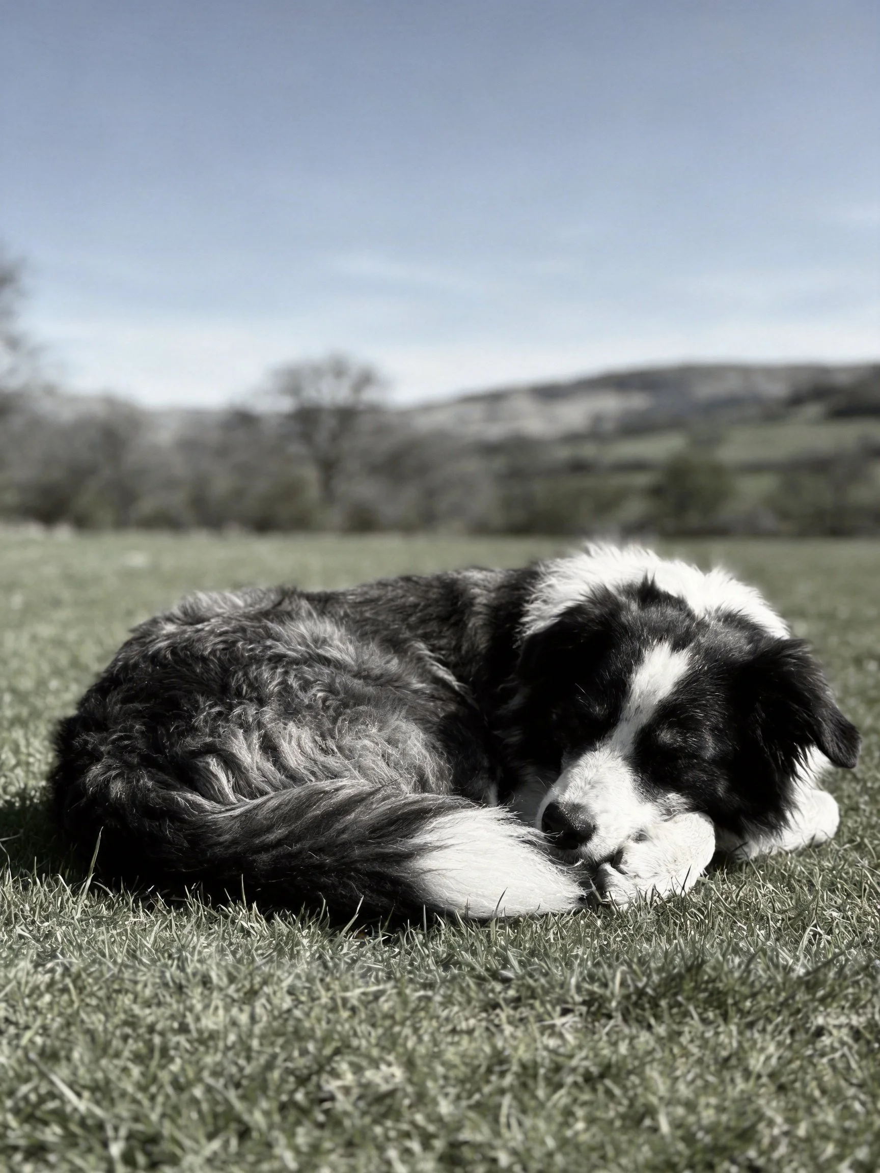 A black and white dog rests on grass with a hilly outdoor backdrop.