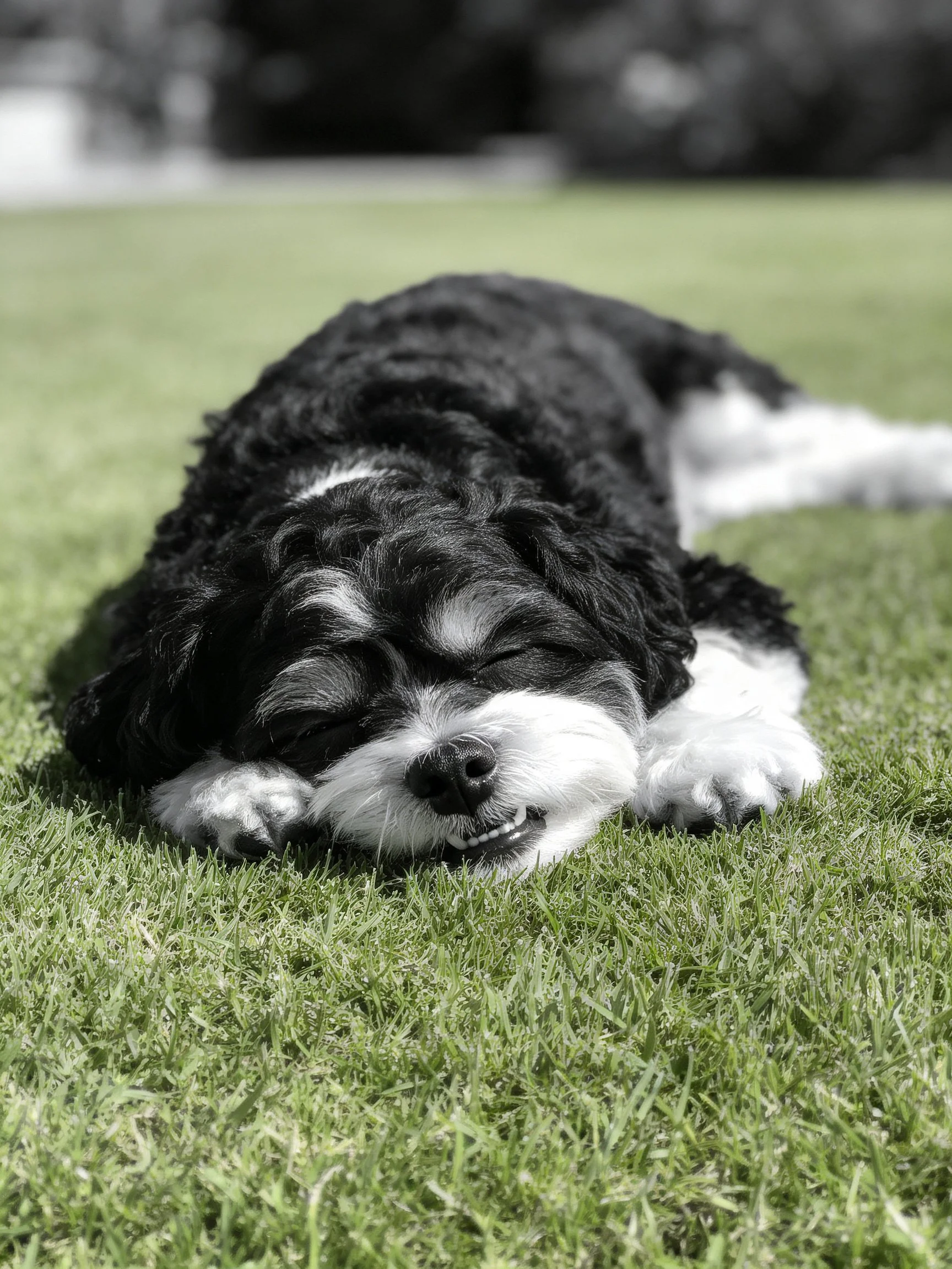 A black and white dog sleeps on green grass.