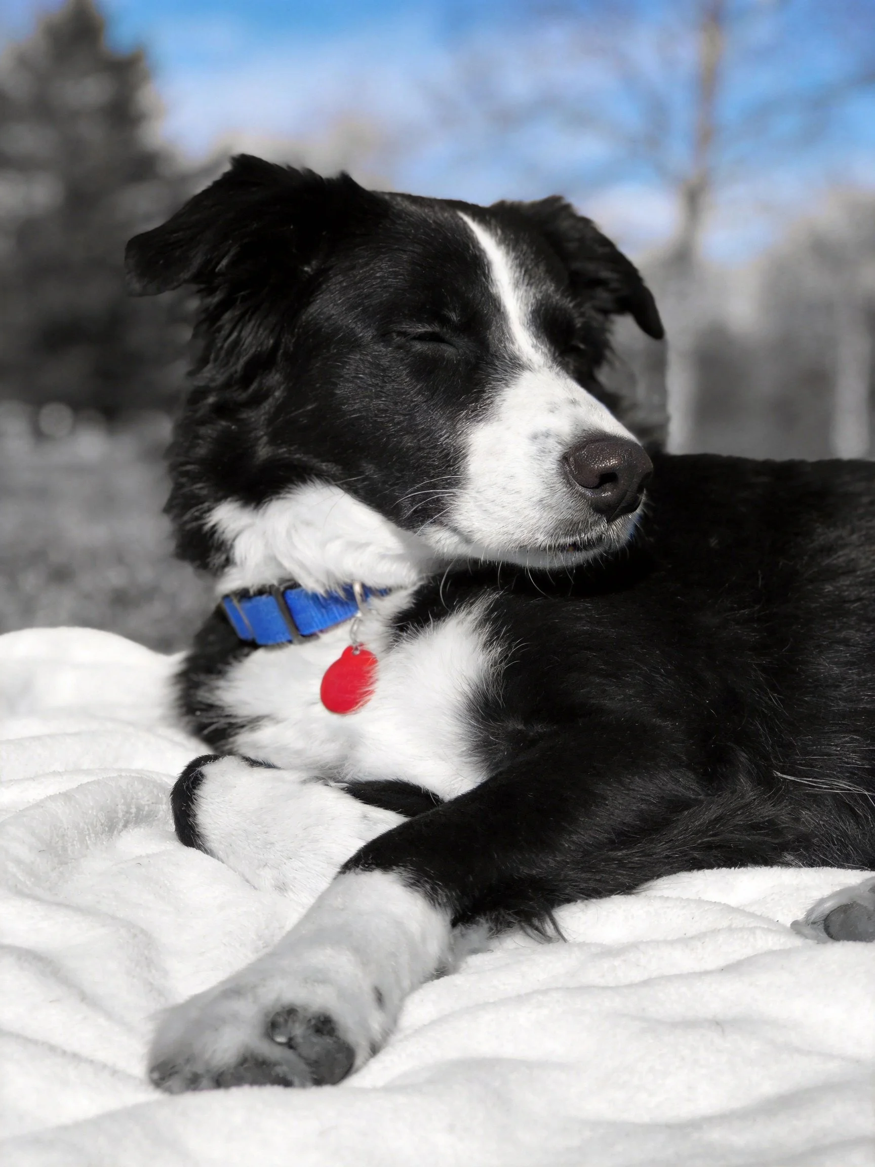 A black and white dog rests on a white blanket with a blue collar