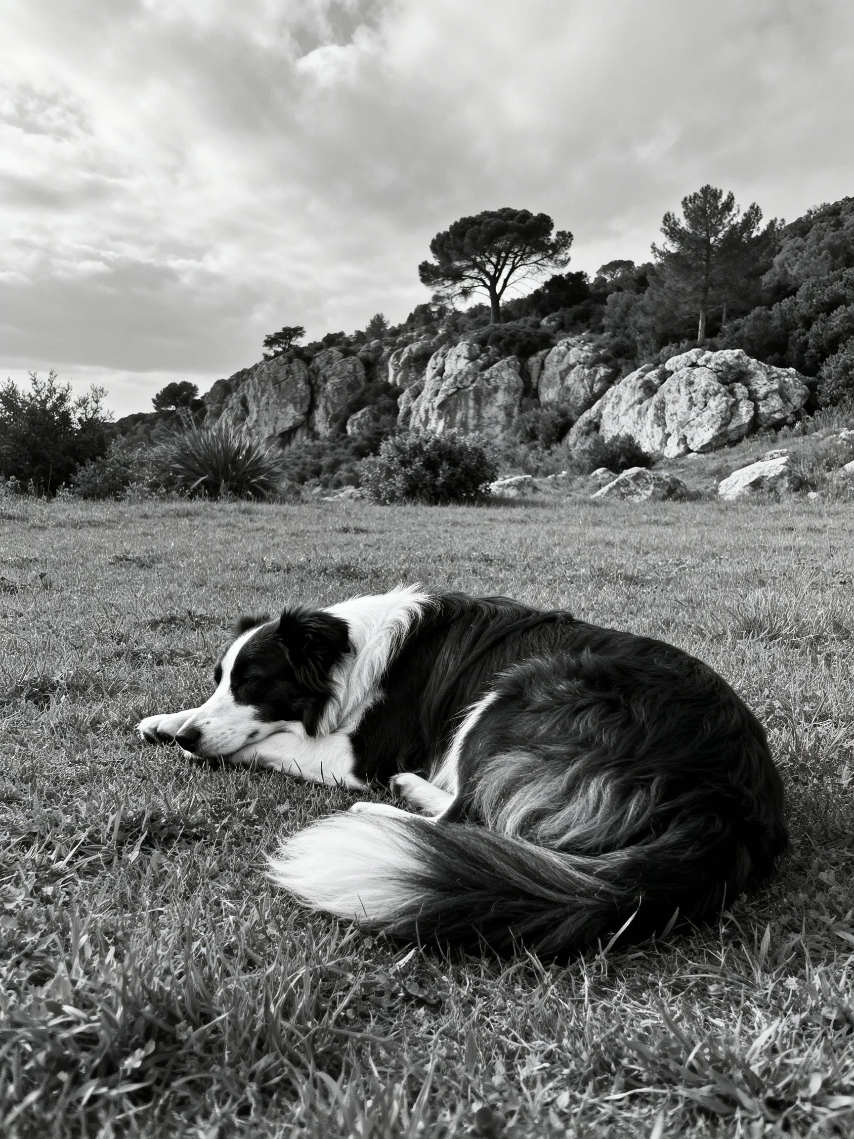 A black and white dog rests on grass with rocky terrain and trees in the background