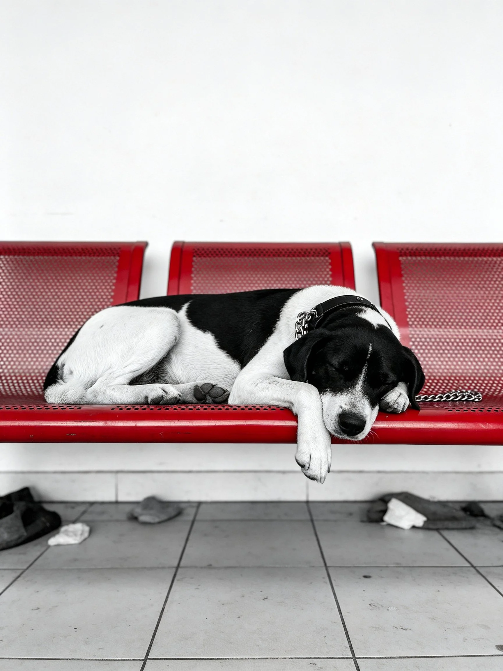 A black and white dog rests on vivid red bench seats