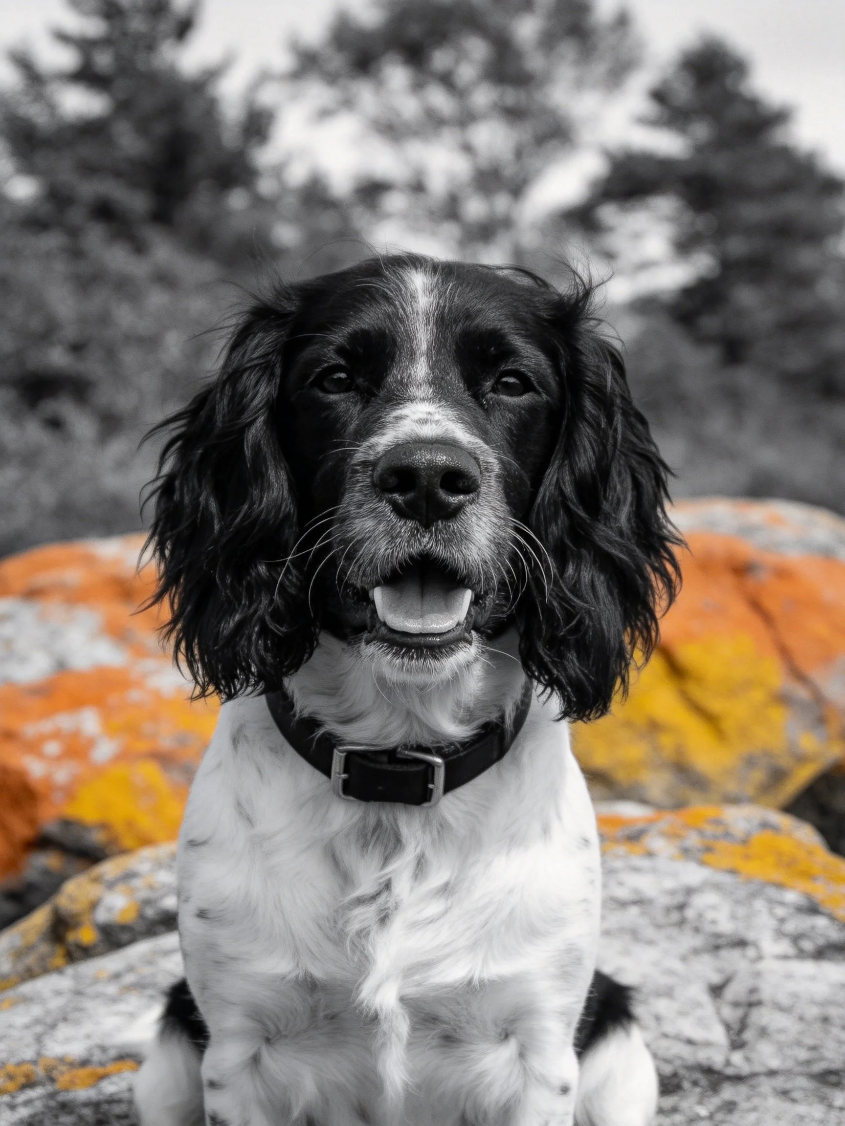 A black and white dog sitting among colorful lichen-covered rocks
