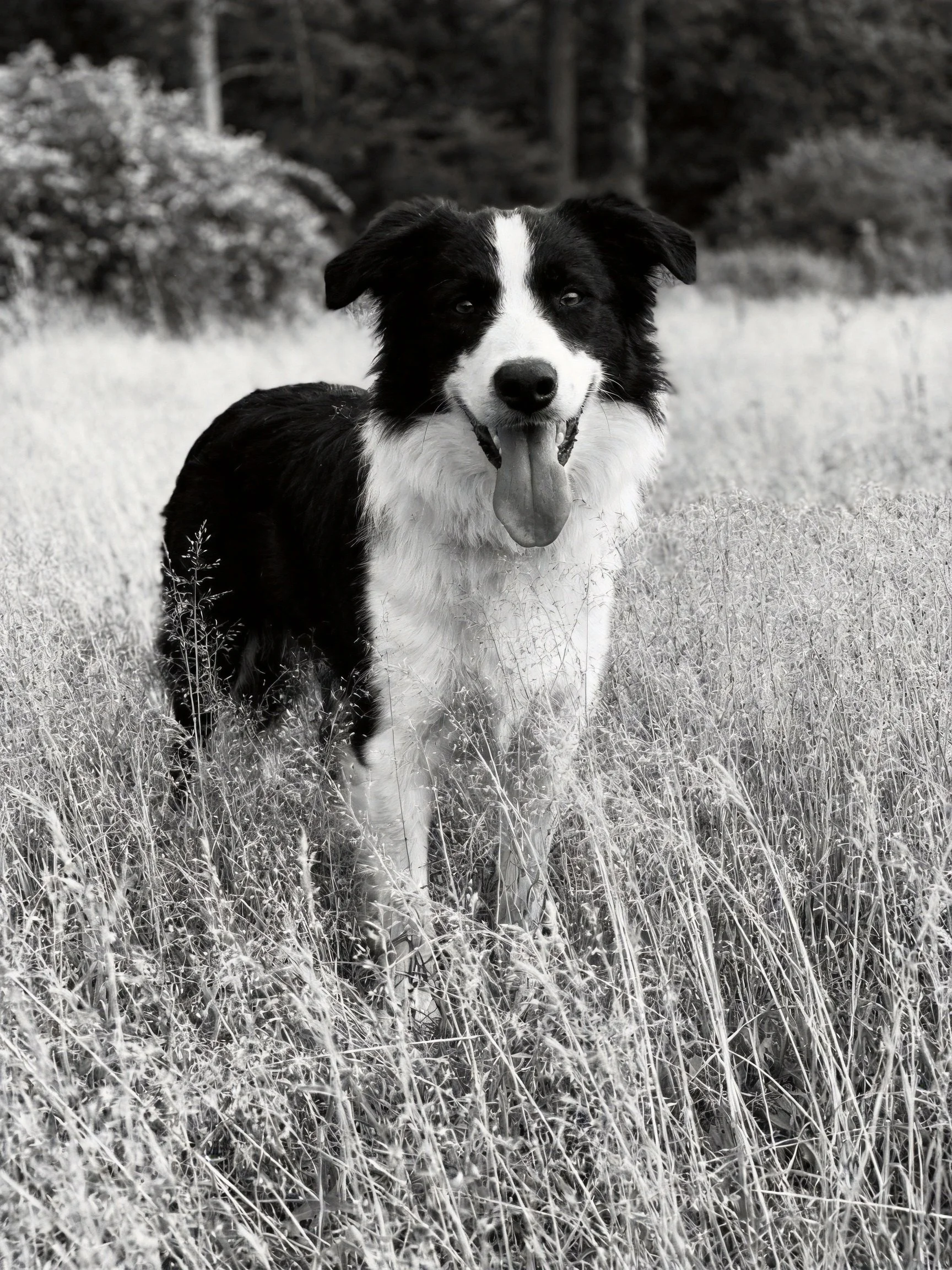 A black and white dog stands in tall grass near wooded terrain