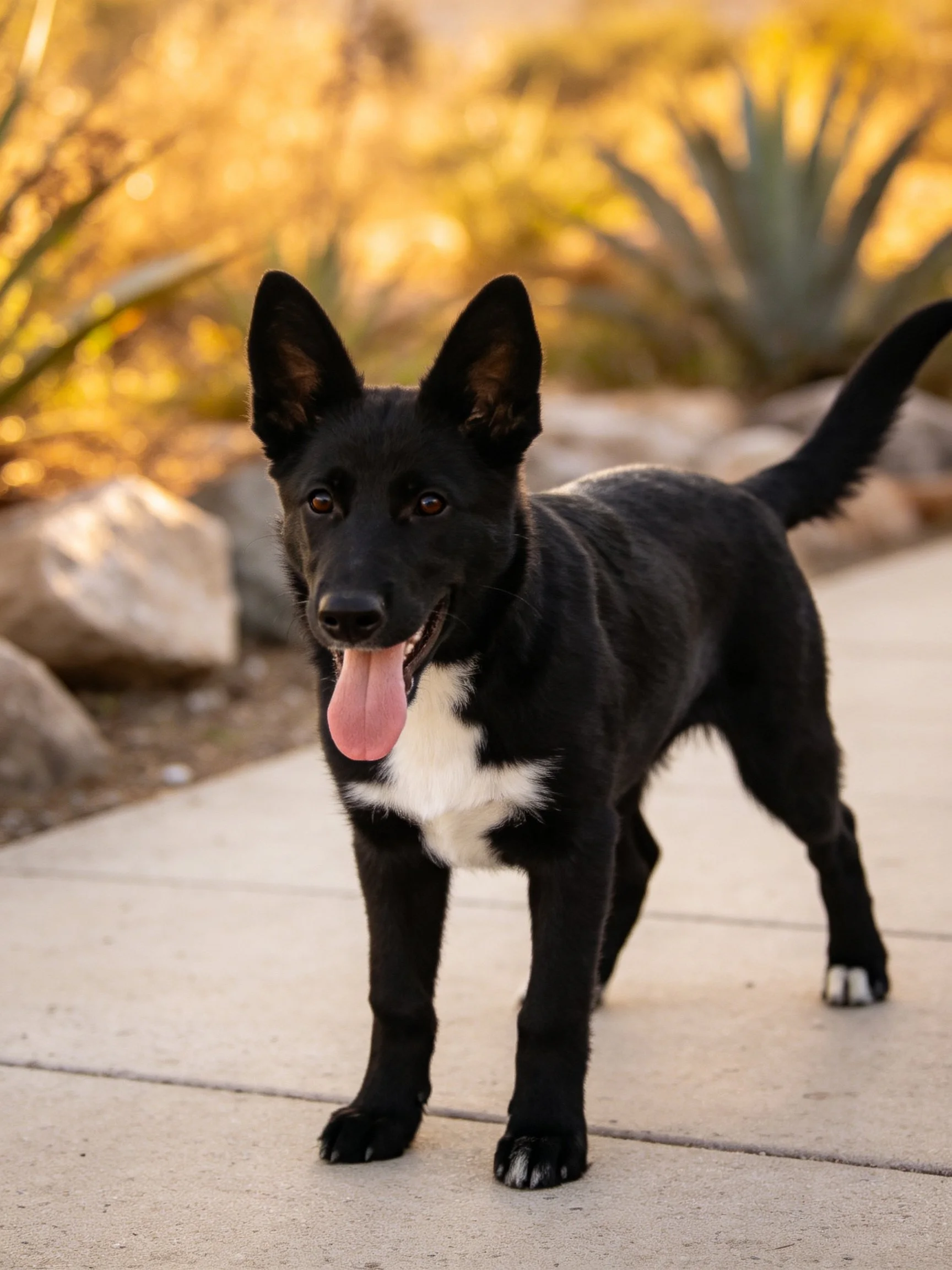 A black and white dog stands on a concrete path near desert plants