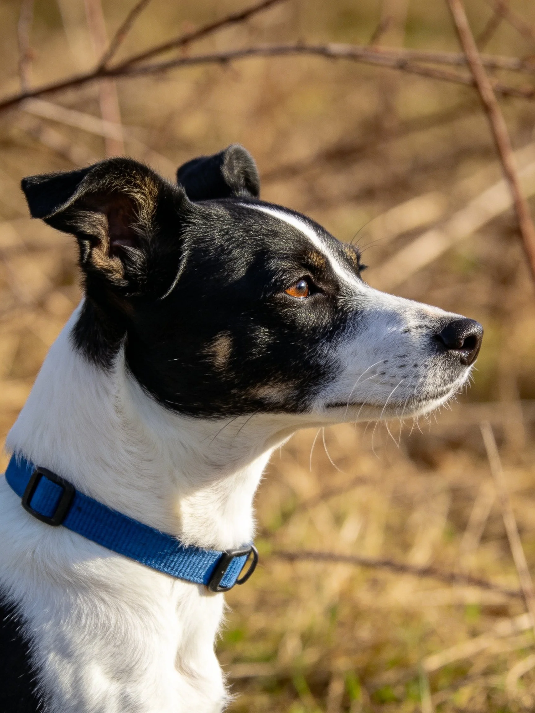 A black and white dog with a blue collar stands alert in a natural setting.