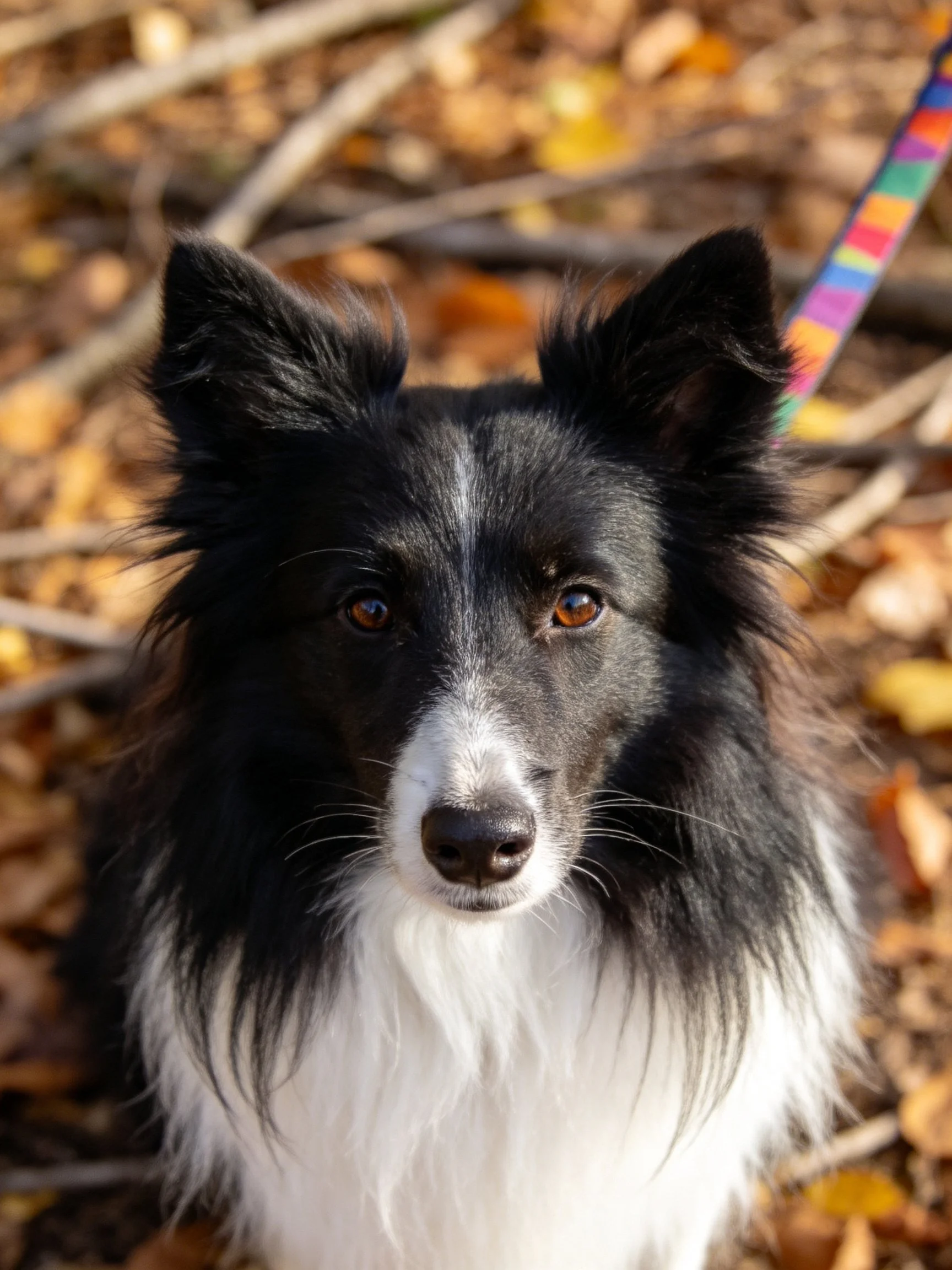 A black and white dog with a colorful leash is surrounded by autumn foliage.