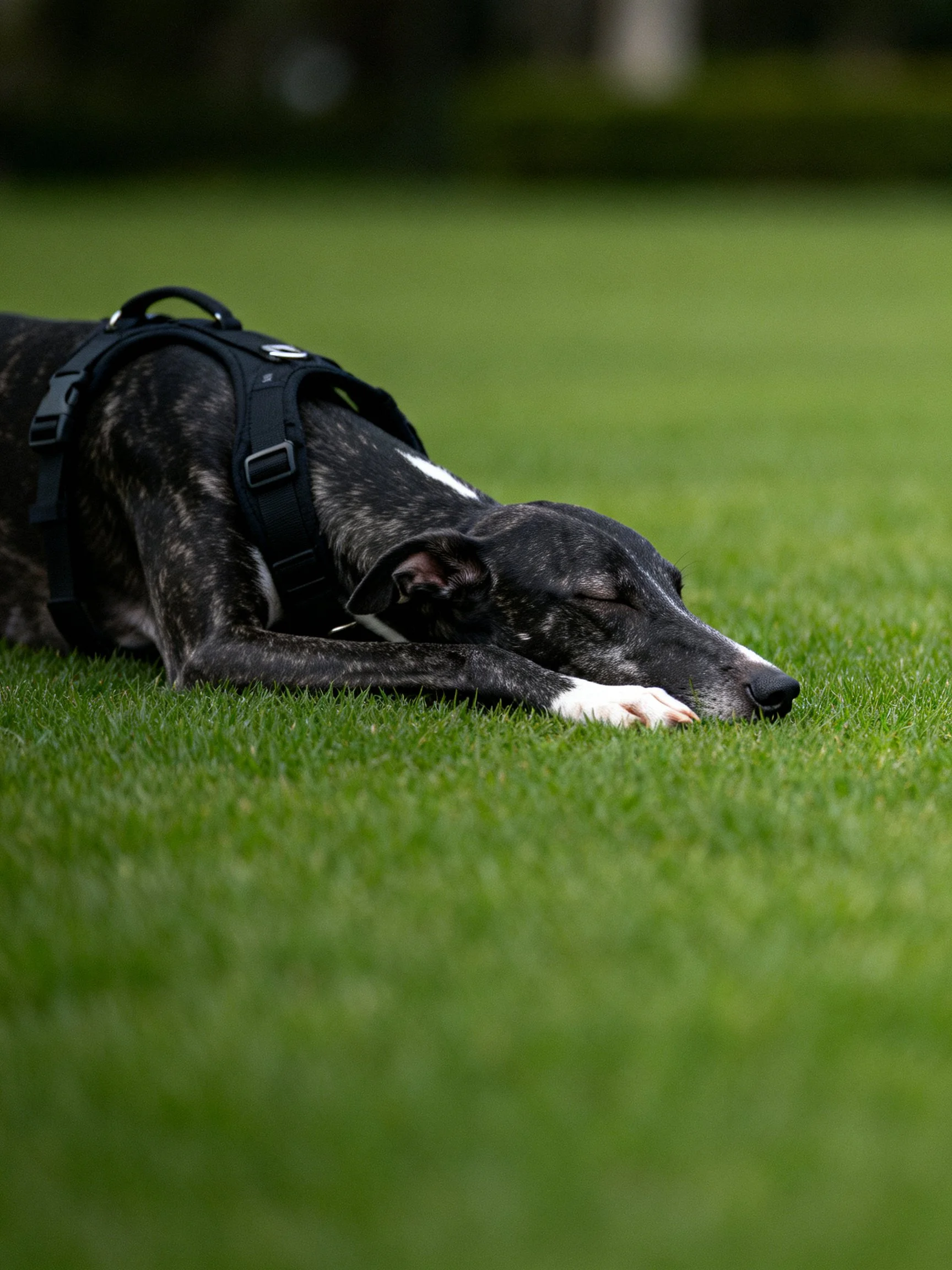 A black and white dog with a harness rests on vibrant green grass