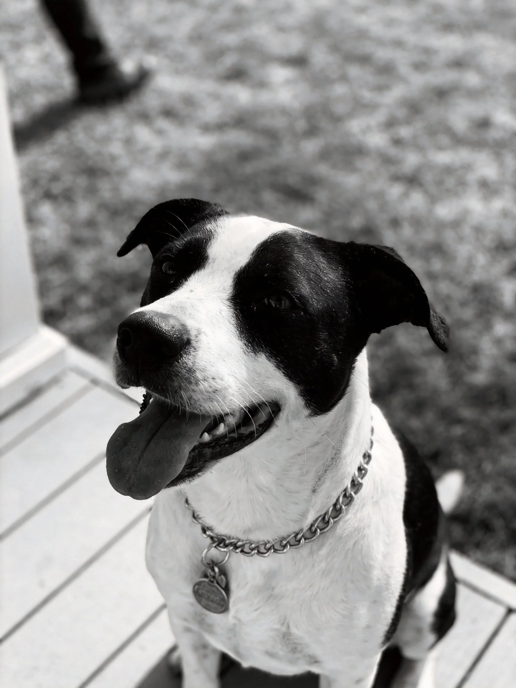 A black and white dog with a metal collar sits on wood
