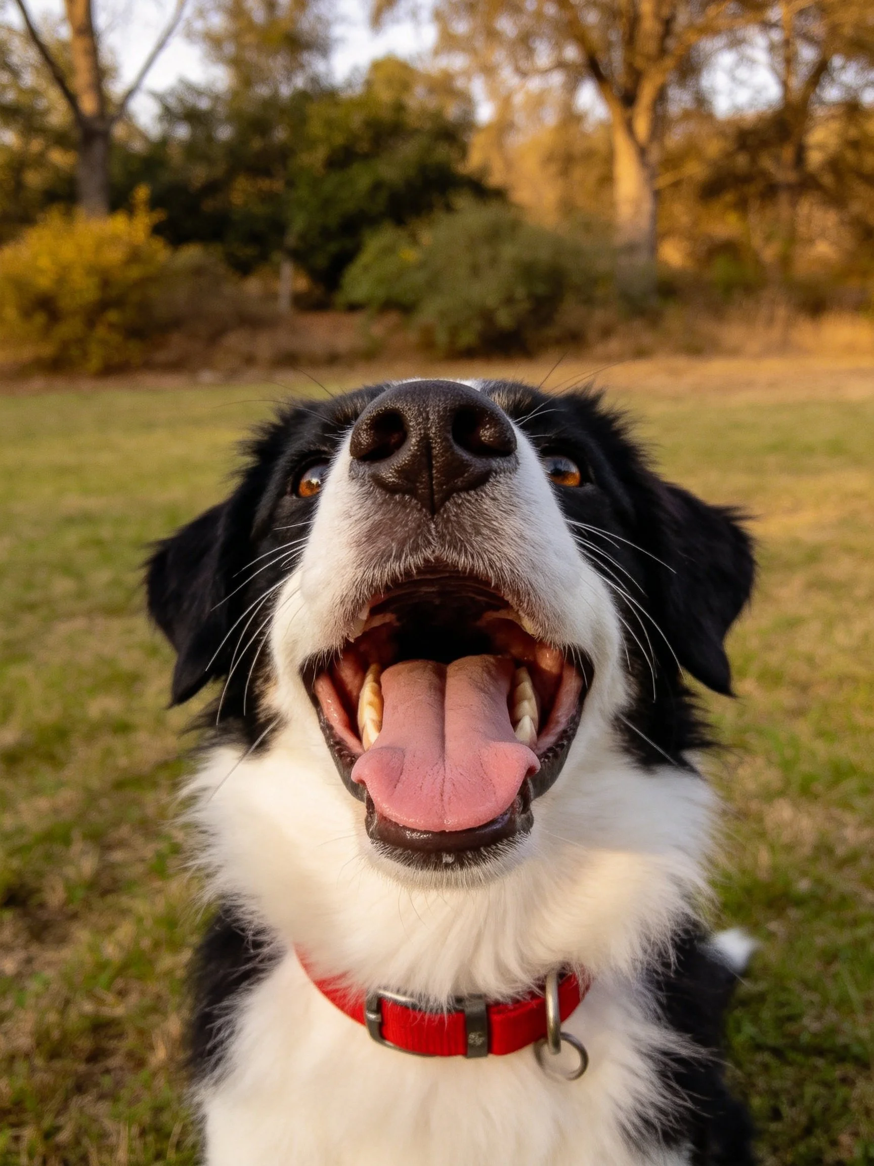 A black and white dog with a red collar pants happily in a grassy area.