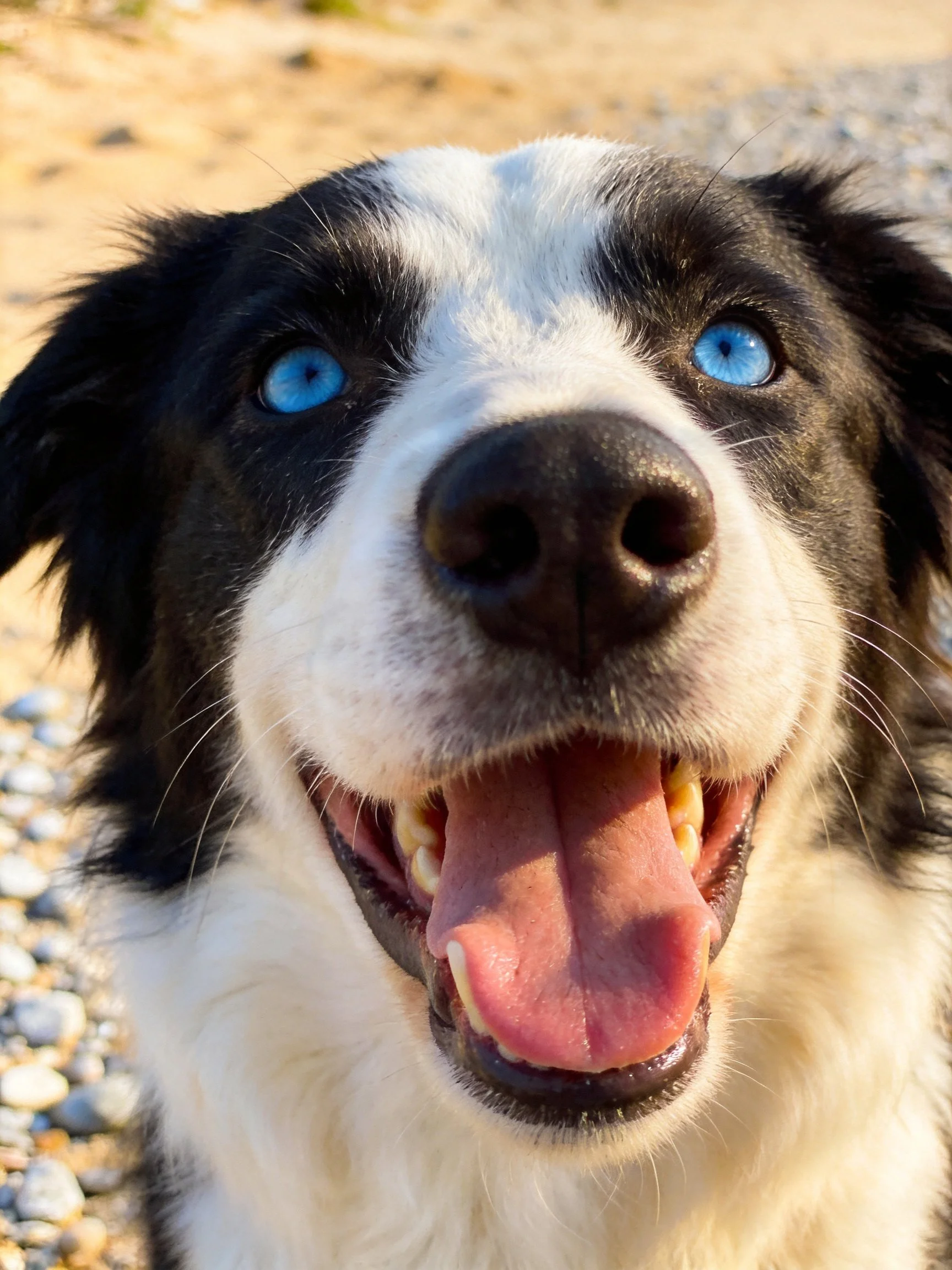 A black and white dog with bright blue eyes panting near pebbles