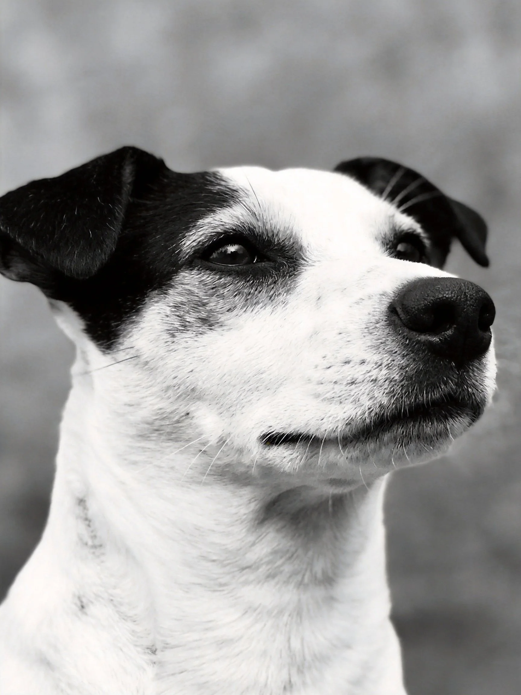 A close - up of a black and white dog with a calm expression.