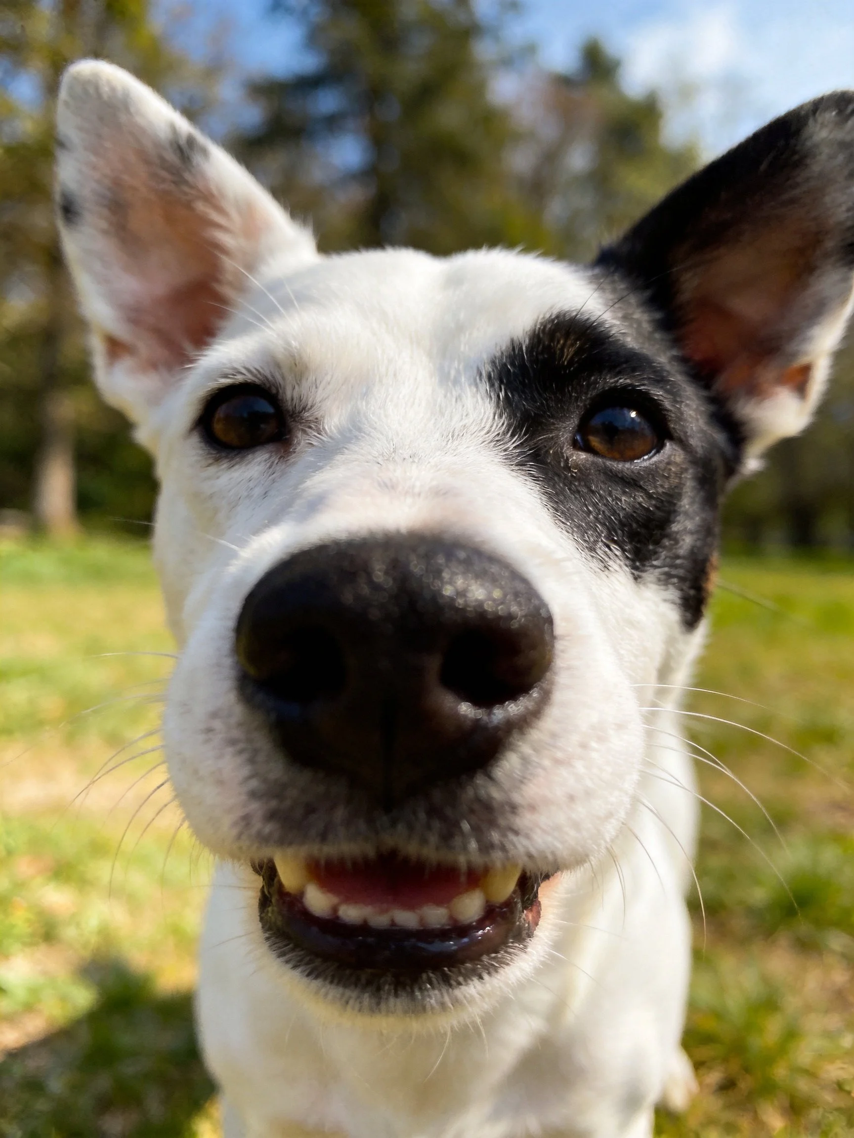 A black-and-white dog smiles at the camera in a sunny outdoor space.