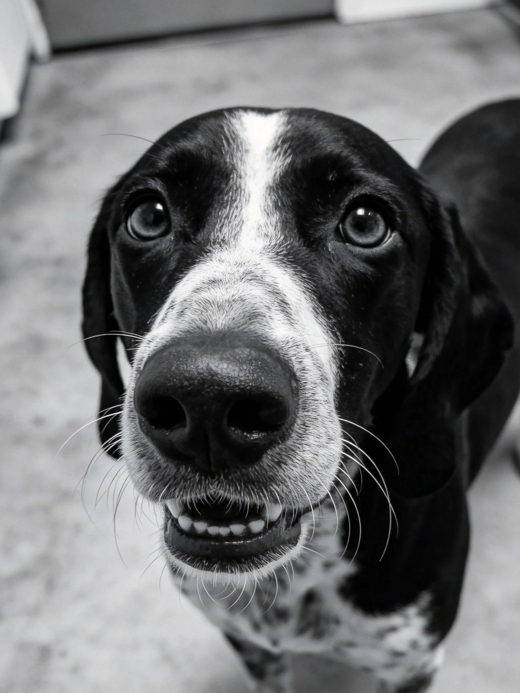 A close - up of a black and white dog with large eyes looking directly at the camera.