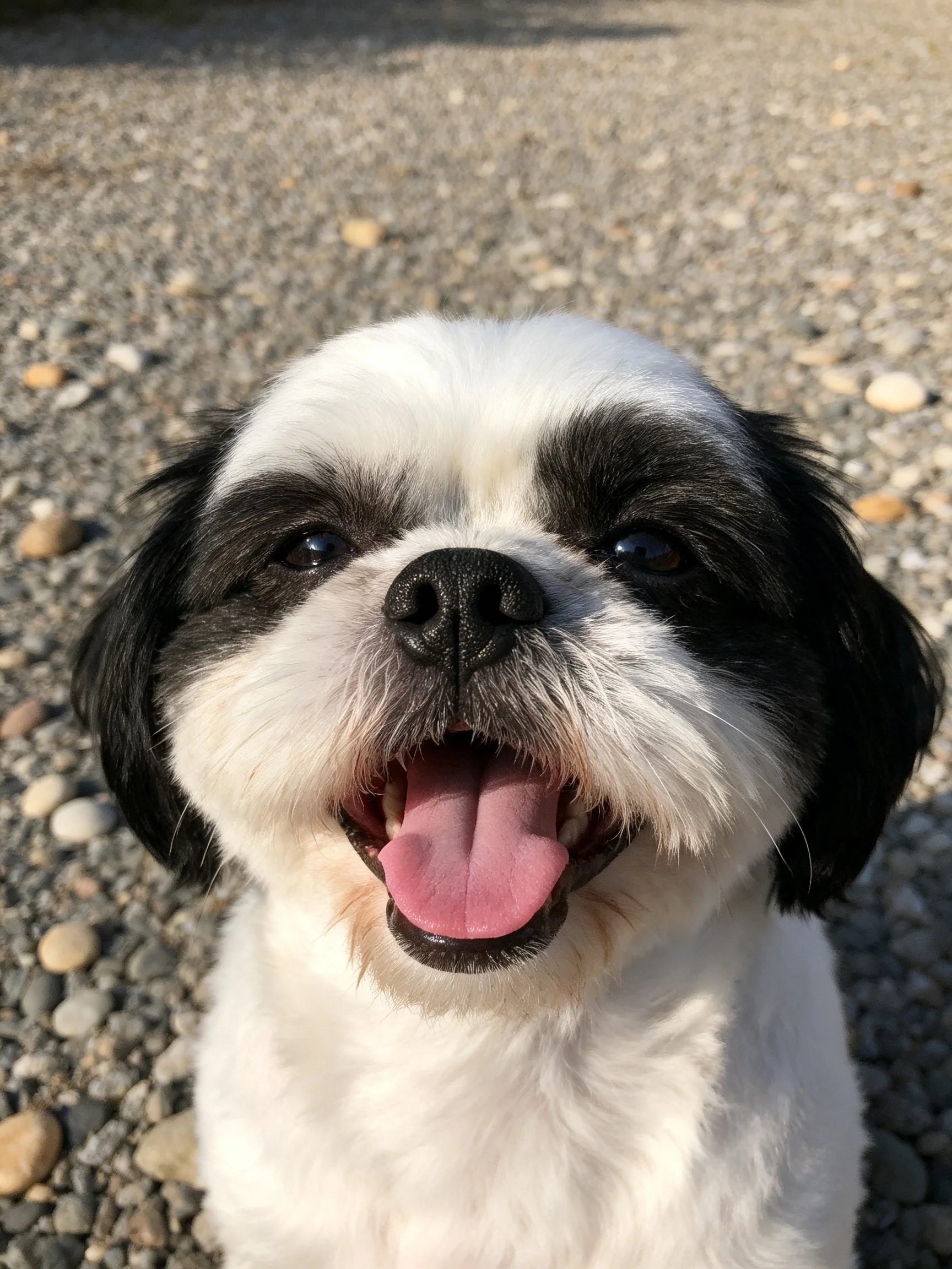 A cheerful black and white dog with tongue out on a gravel path