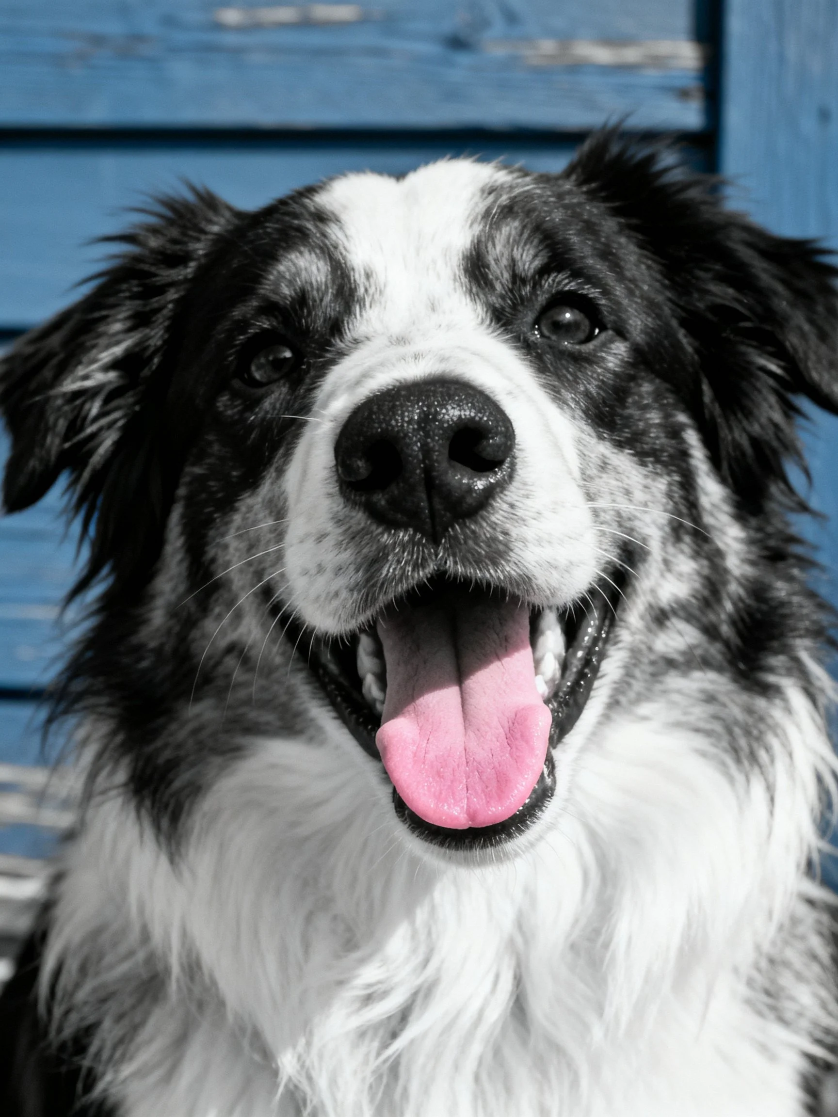 A black and white dog with pink tongue stands before blue wooden planks.