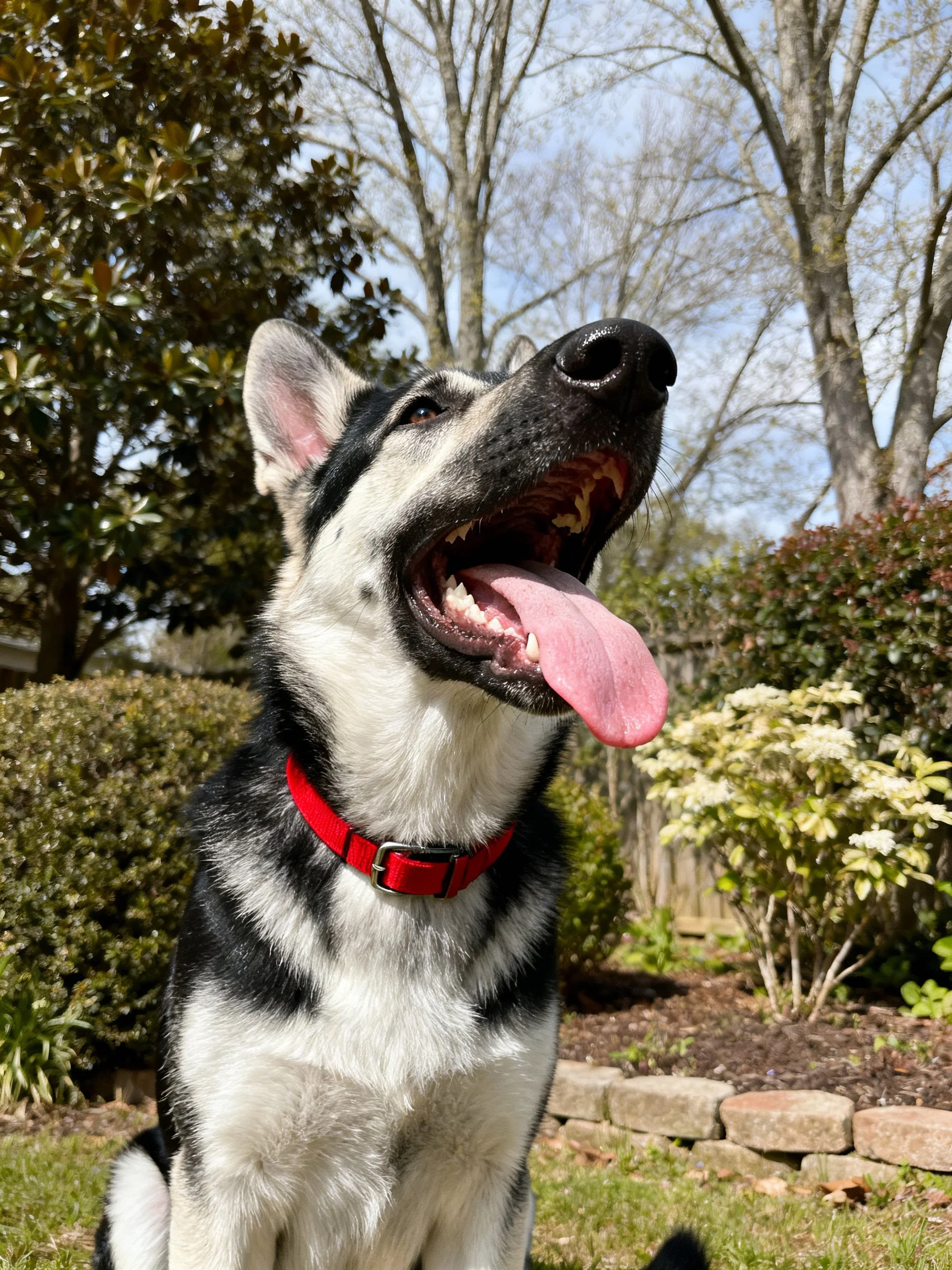 A black and white dog with a red collar enjoys time outdoors in a sunny garden.