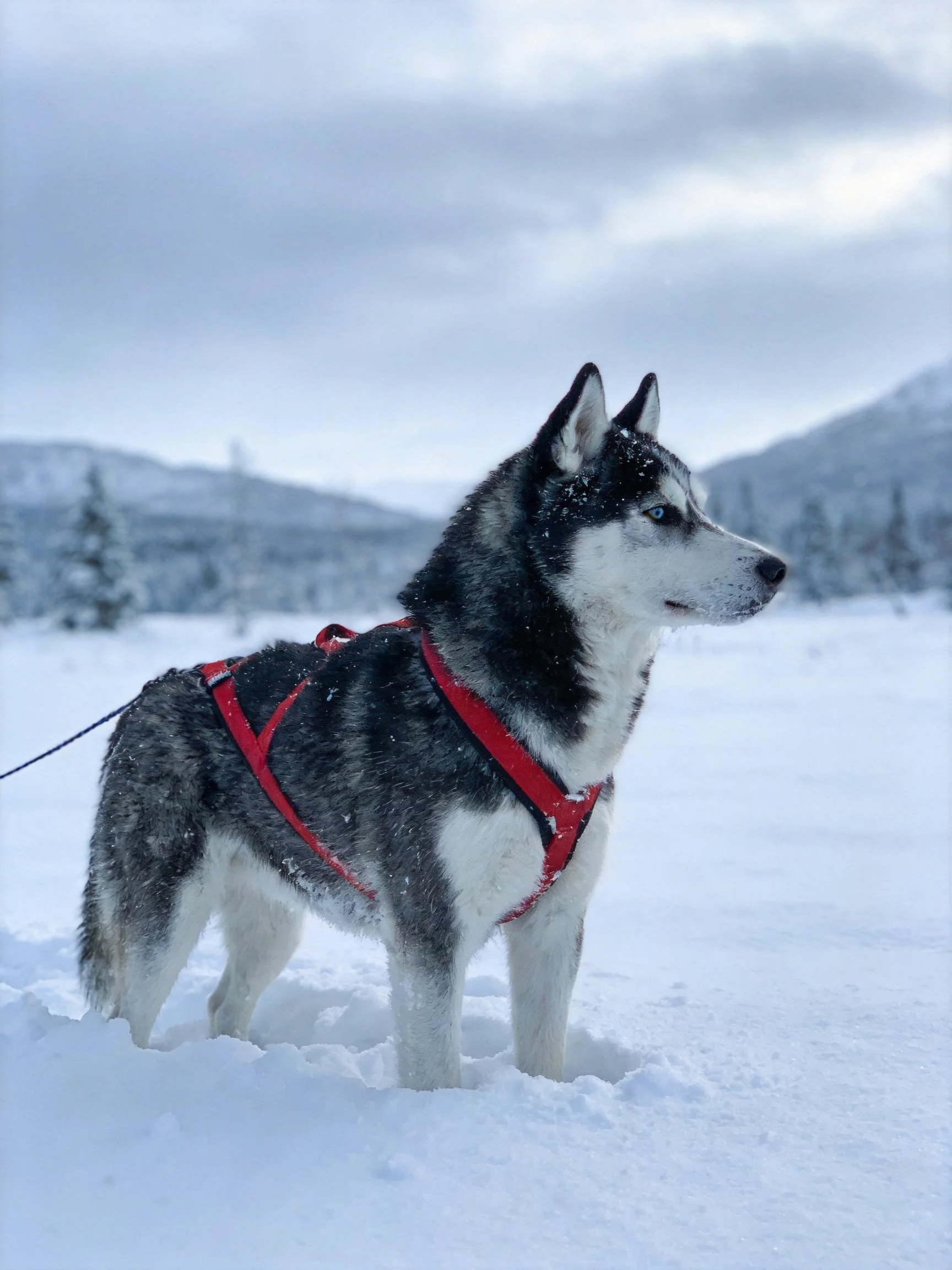 A husky dog with a red harness stands in a snowy outdoor setting.
