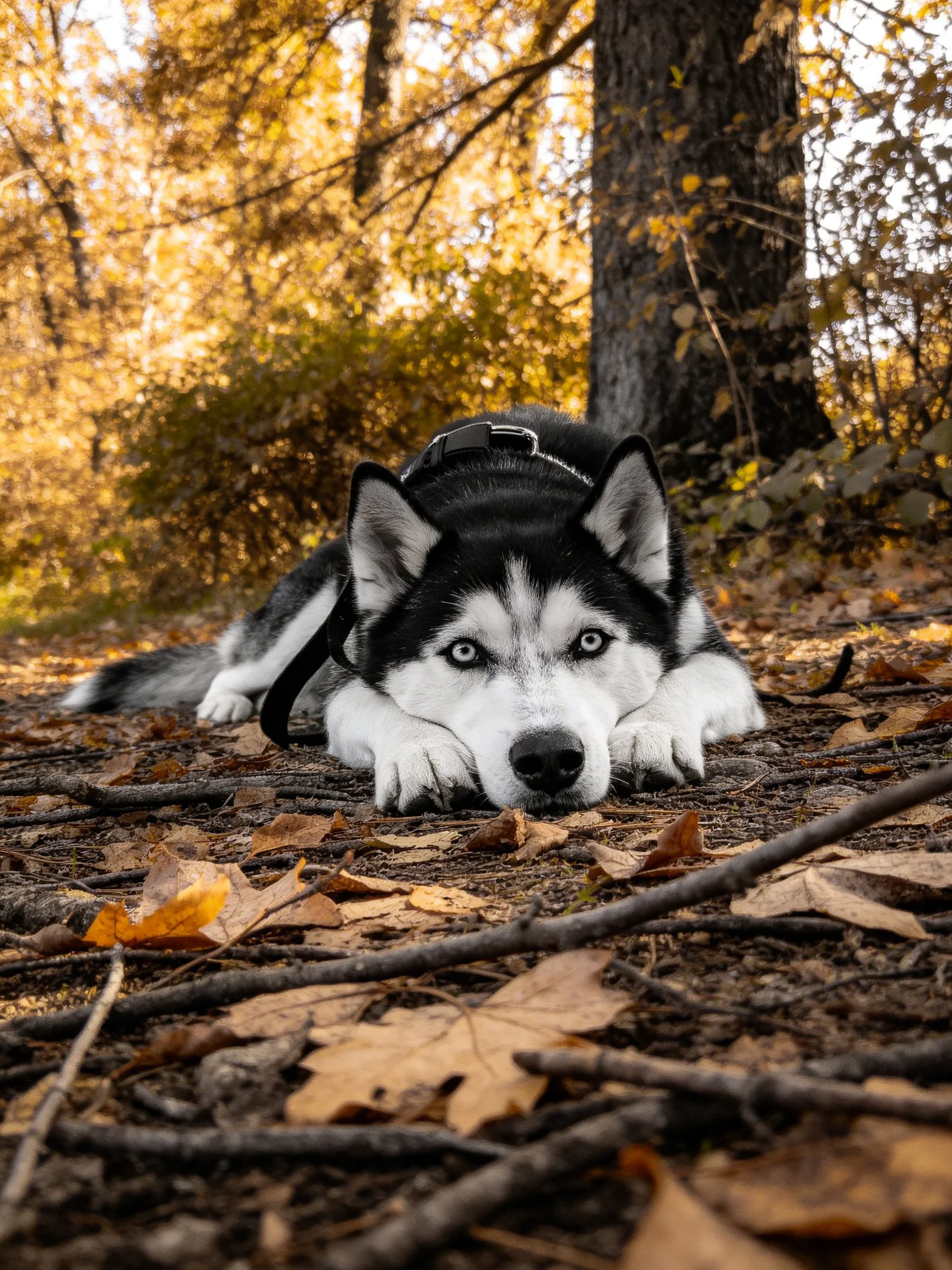A black-and-white husky lies on fallen autumn leaves in a sunlit forest.