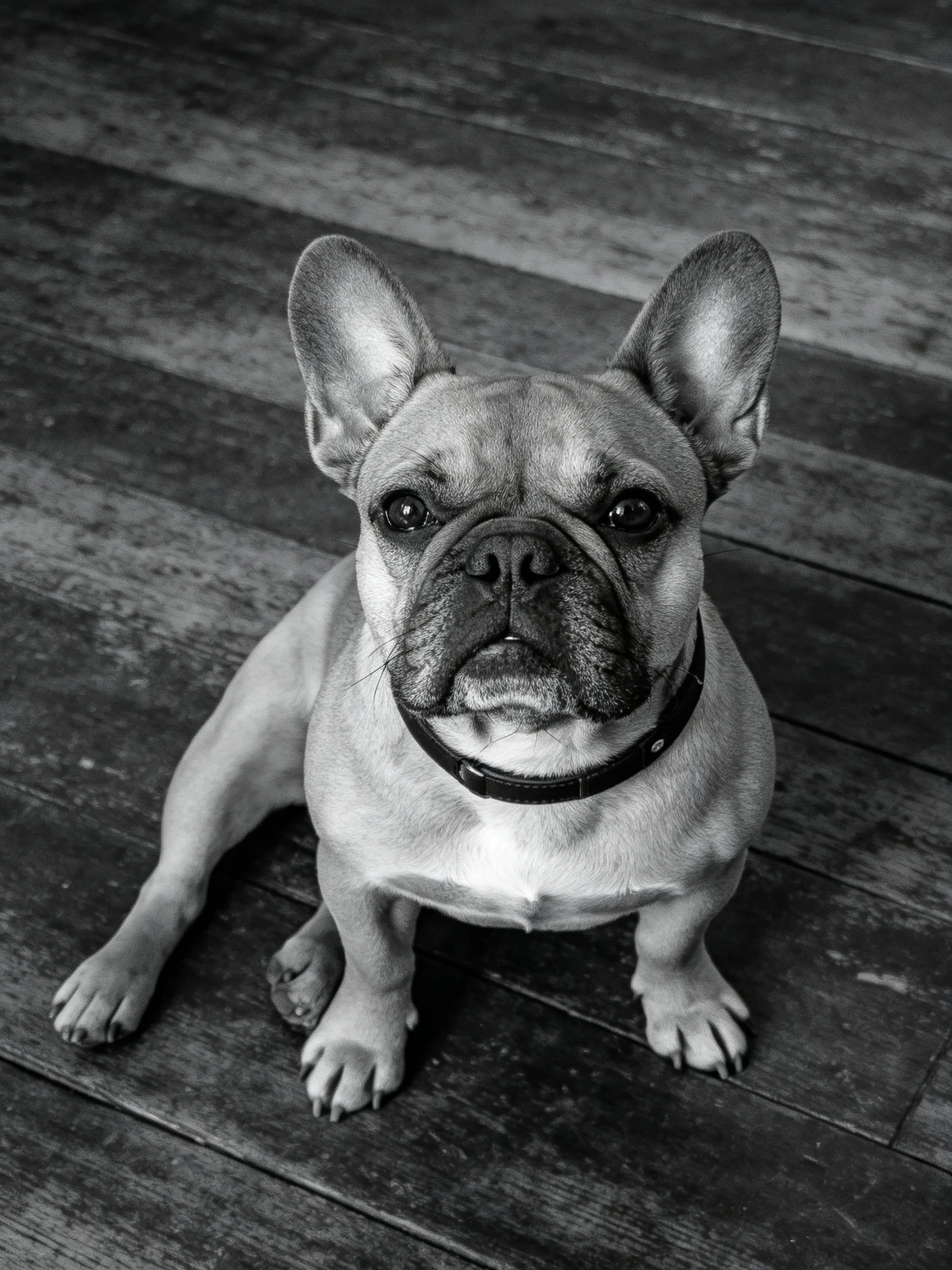 A black - and - white image shows a French bulldog sitting on wooden planks.