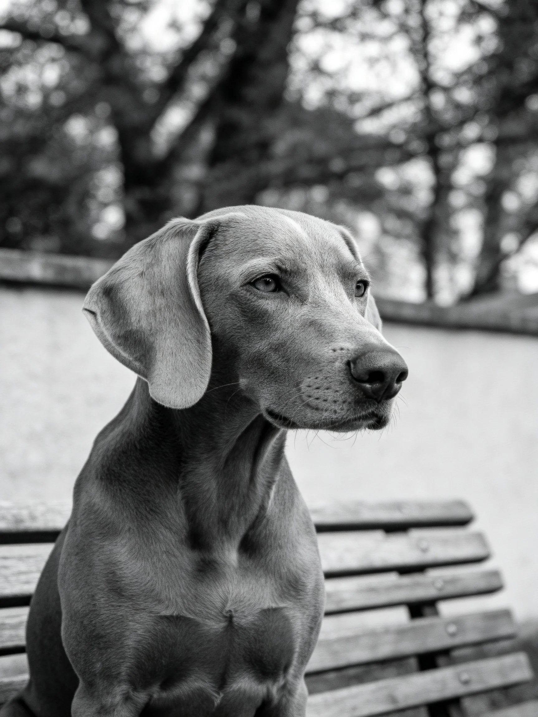 A black-and-white image shows a Weimaraner puppy sitting on a wooden bench.