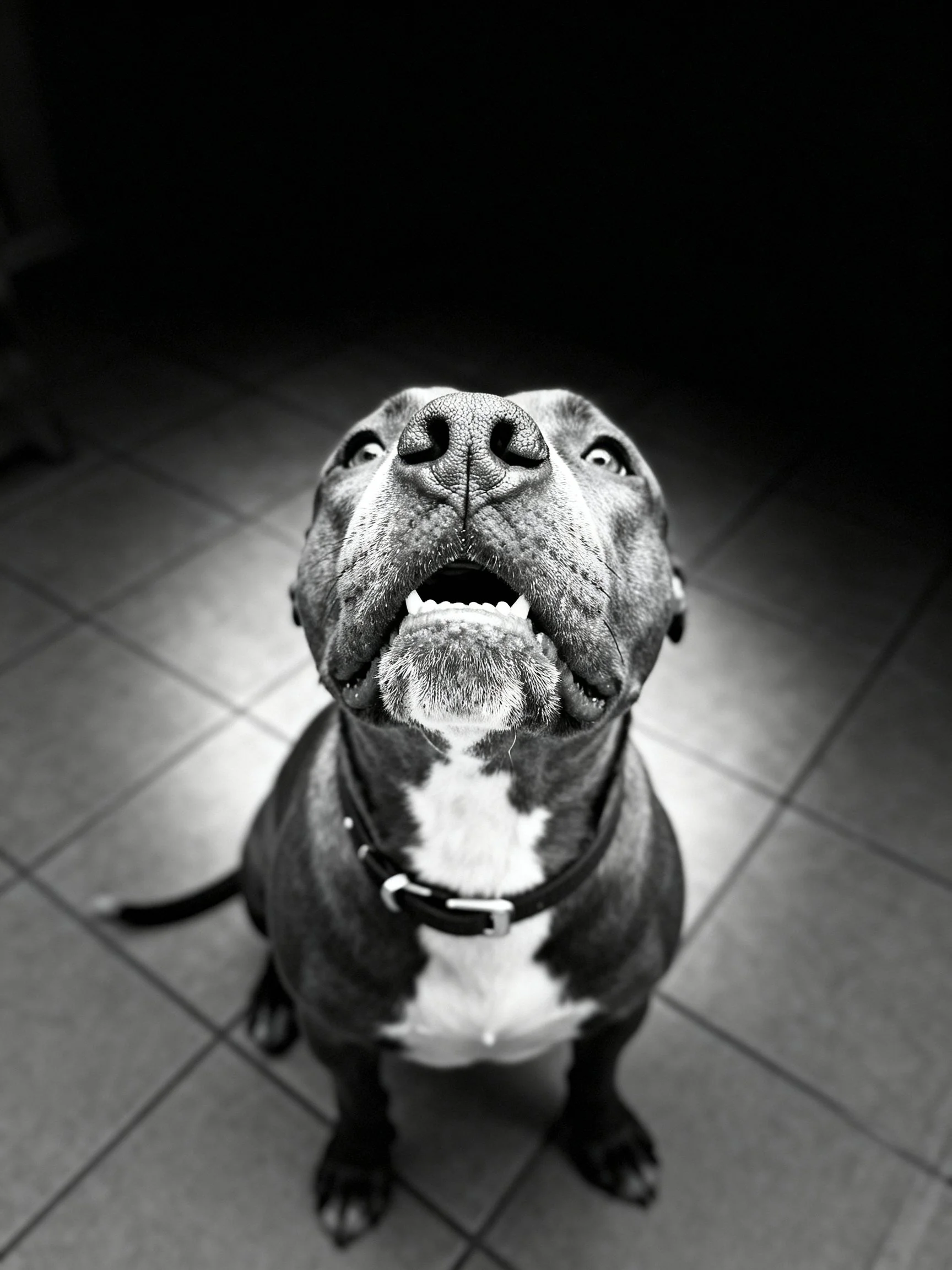 A black and white portrait of a pit bull sitting on tiled flooring