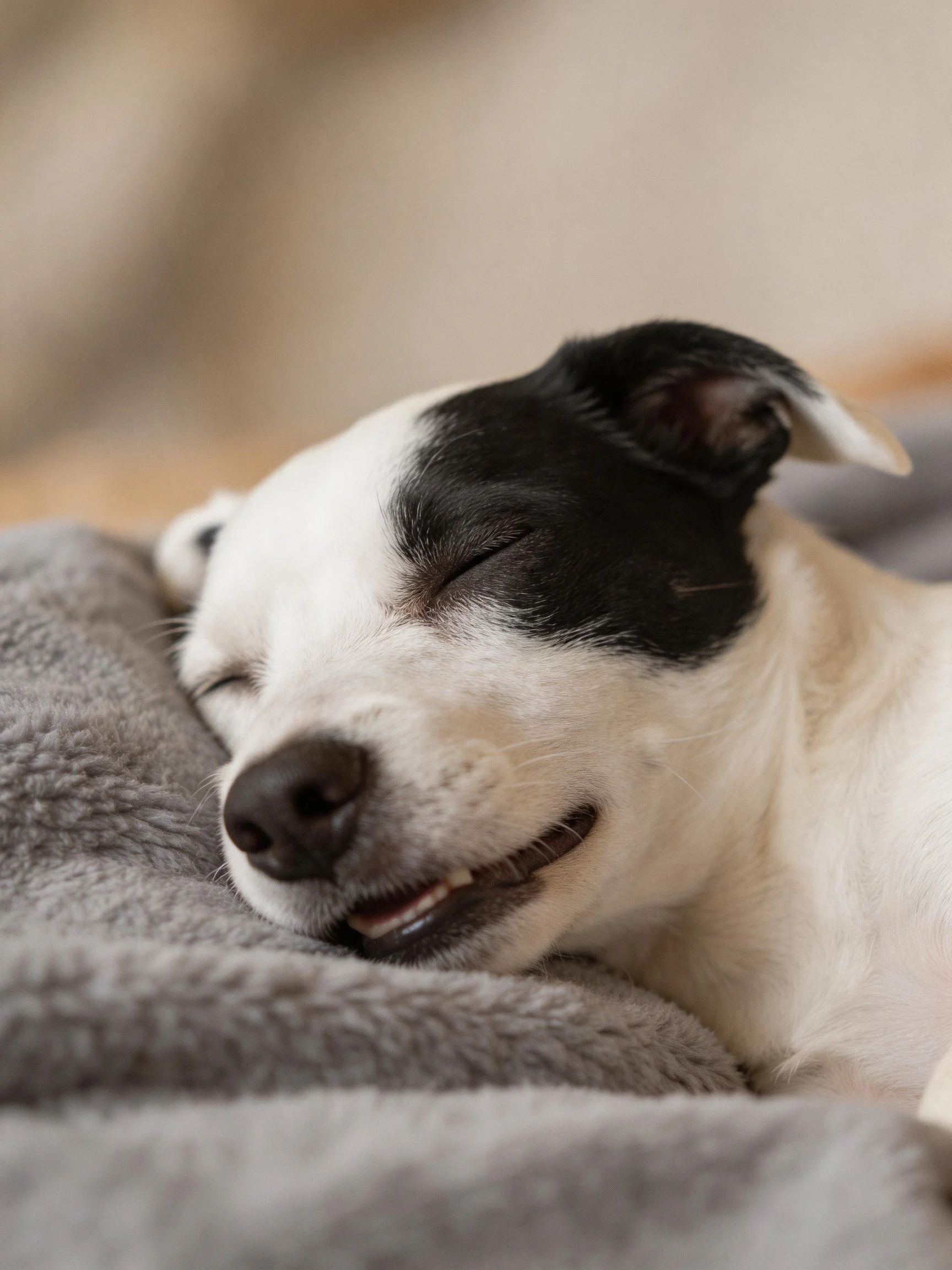 A black and white puppy rests peacefully on a soft gray blanket.