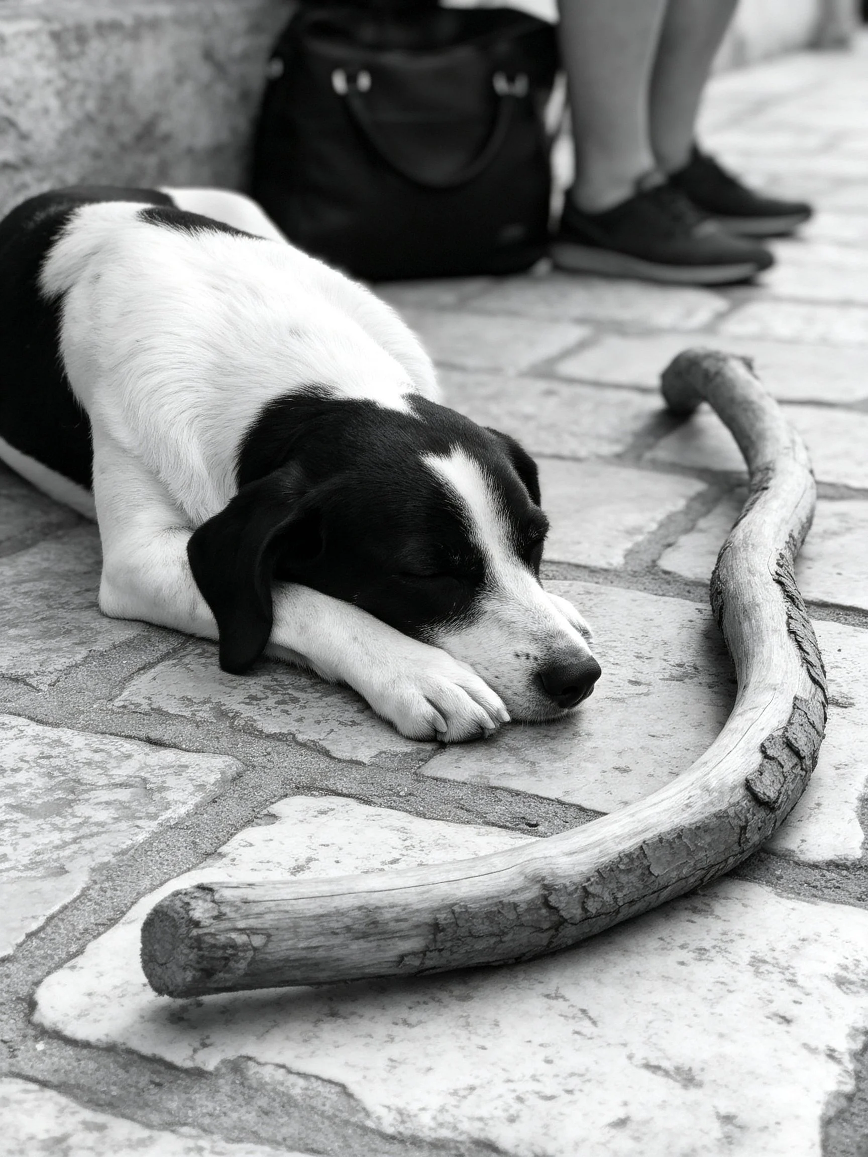 A black and white puppy sleeps peacefully next to a large wooden stick on stone pavement.