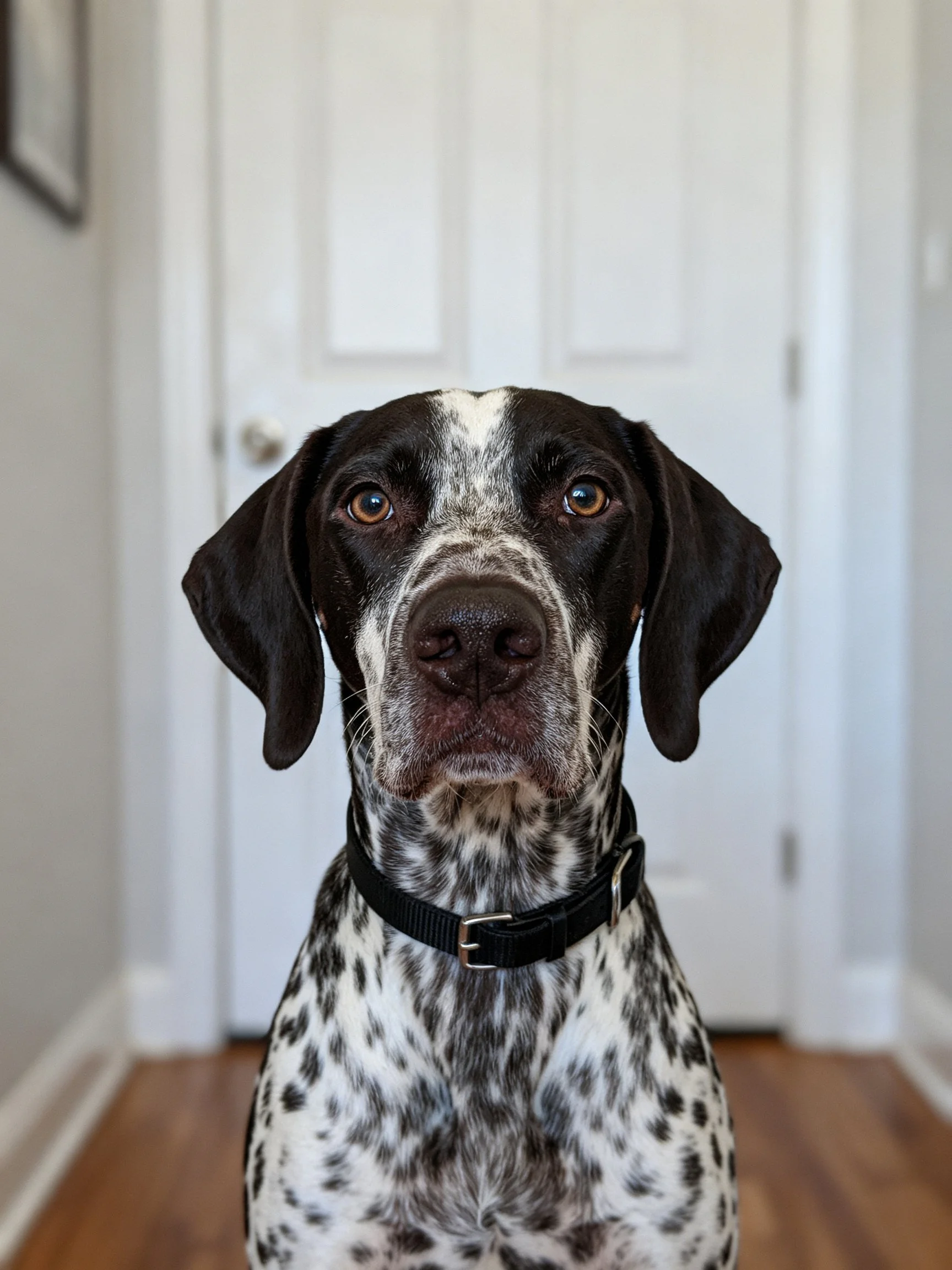 A speckled black and white dog sits near a white door
