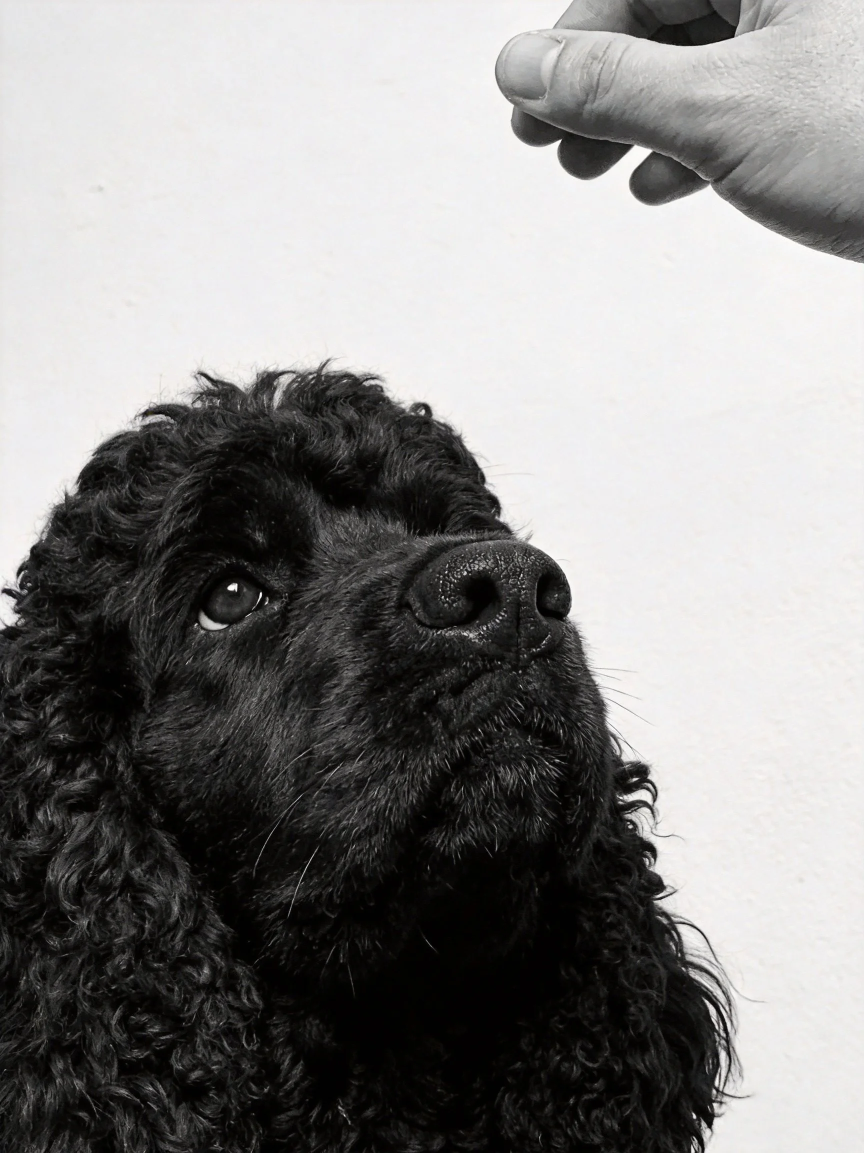 A black curly-haired dog gazes upward at an outstretched hand