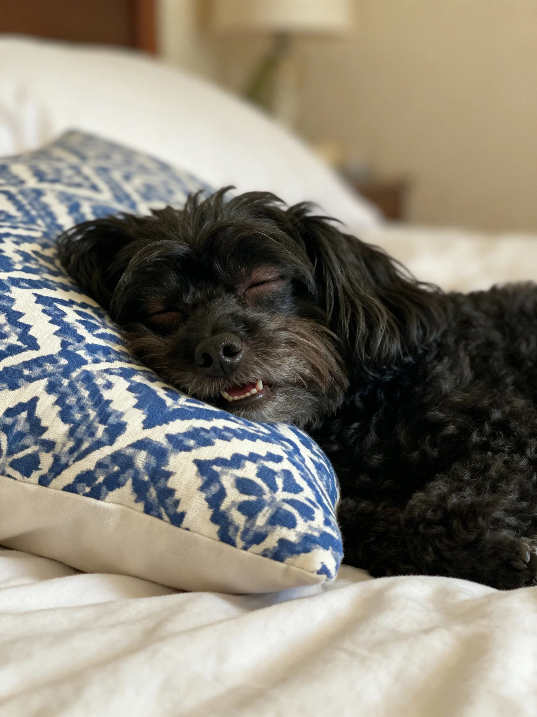 A black curly-haired dog resting on a blue patterned pillow