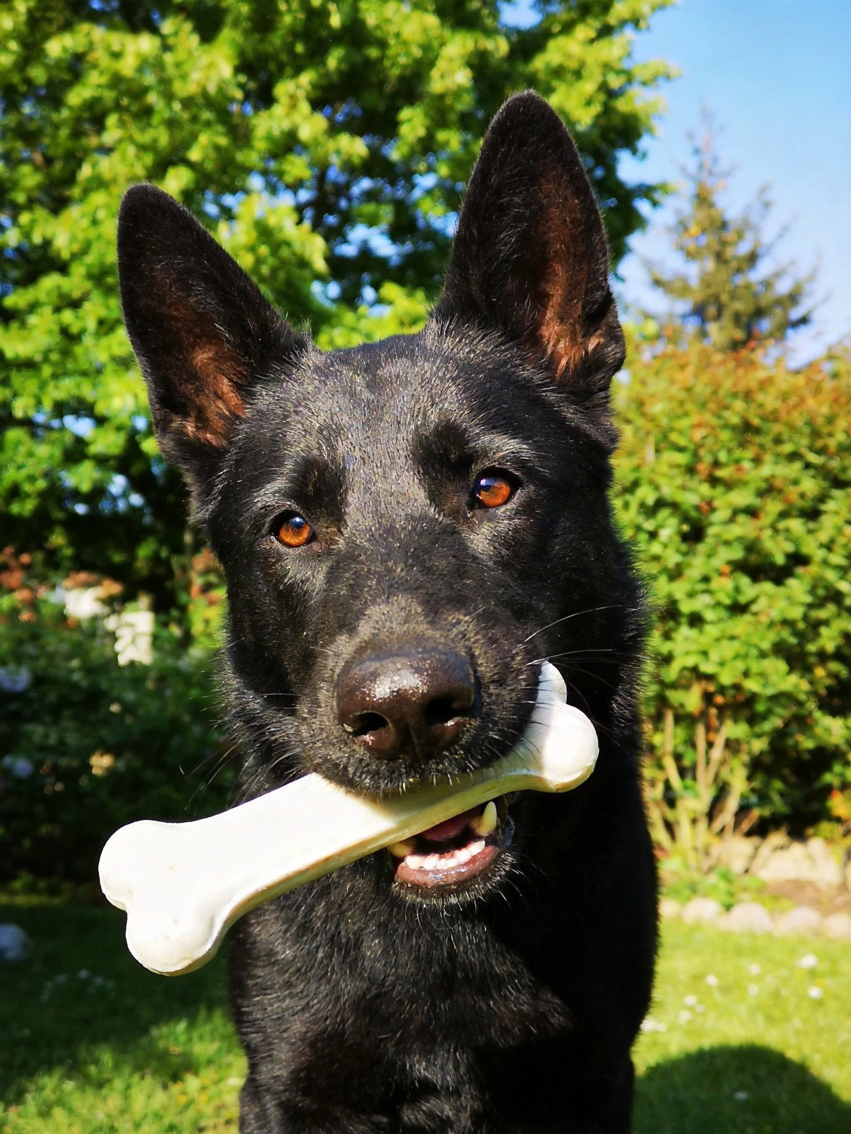 A black dog carries a white bone while standing in a sunny garden.
