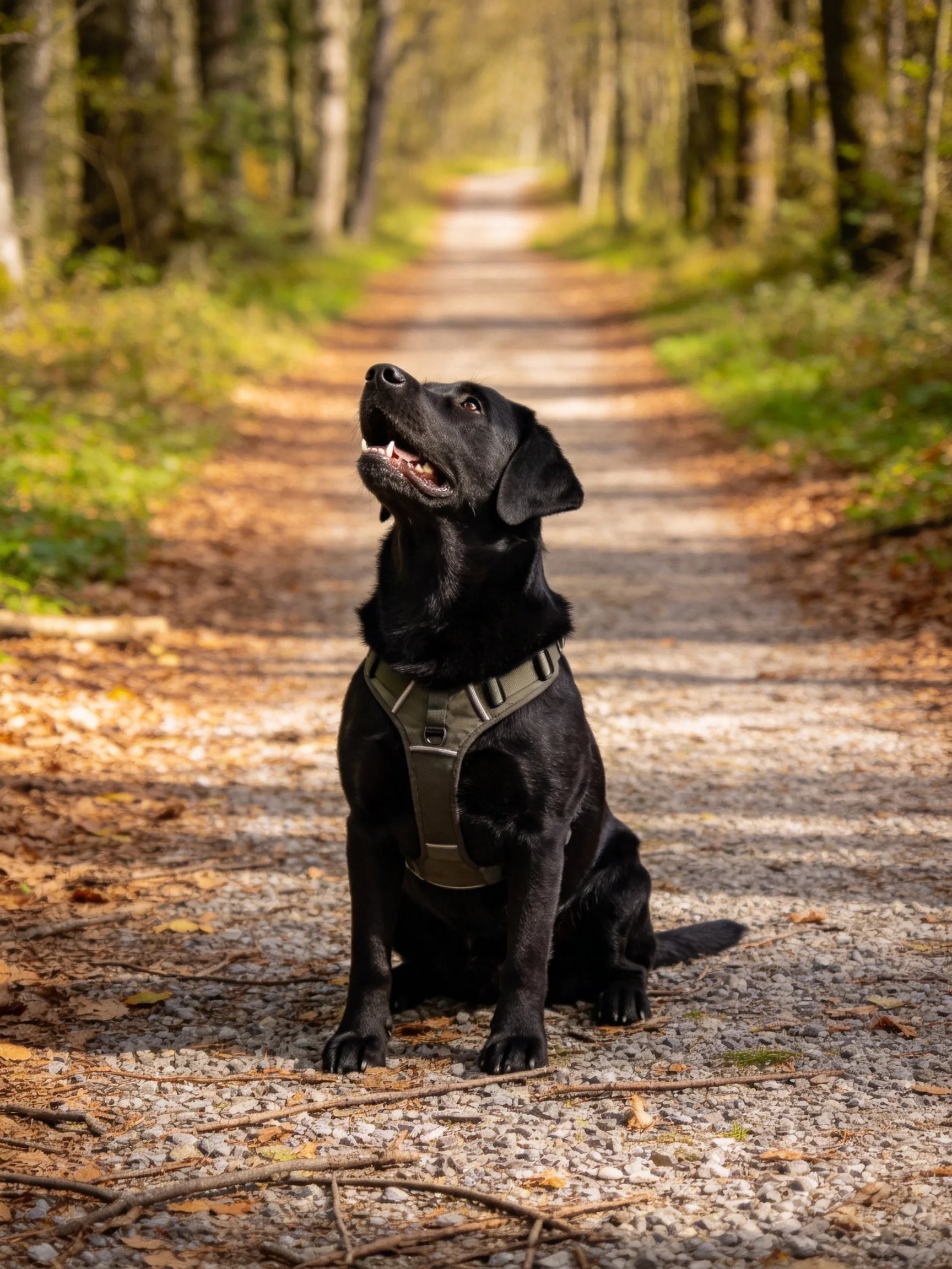A black dog in a harness sits on a sunlit forest path