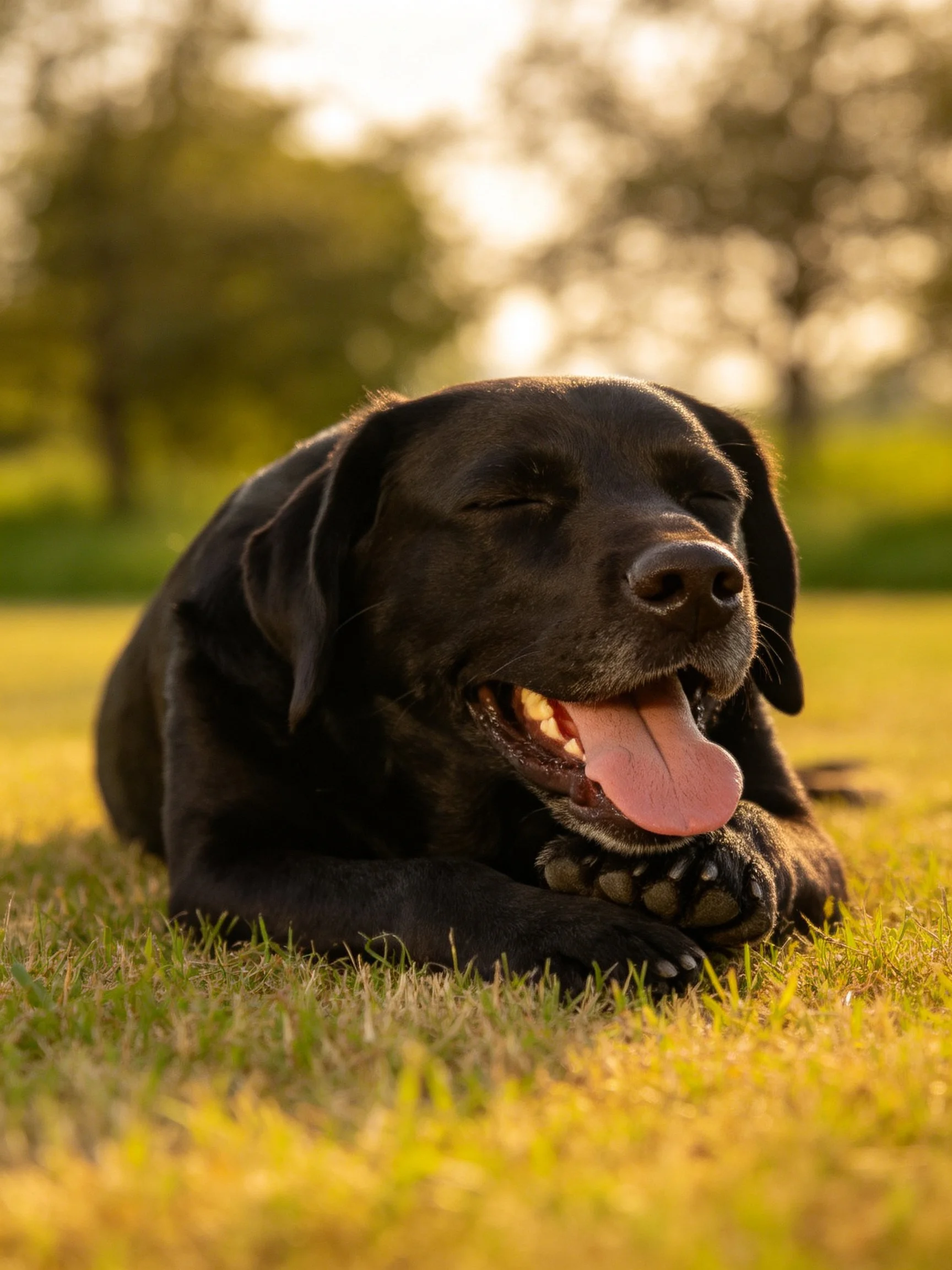 A black dog relaxing on sun-kissed grass