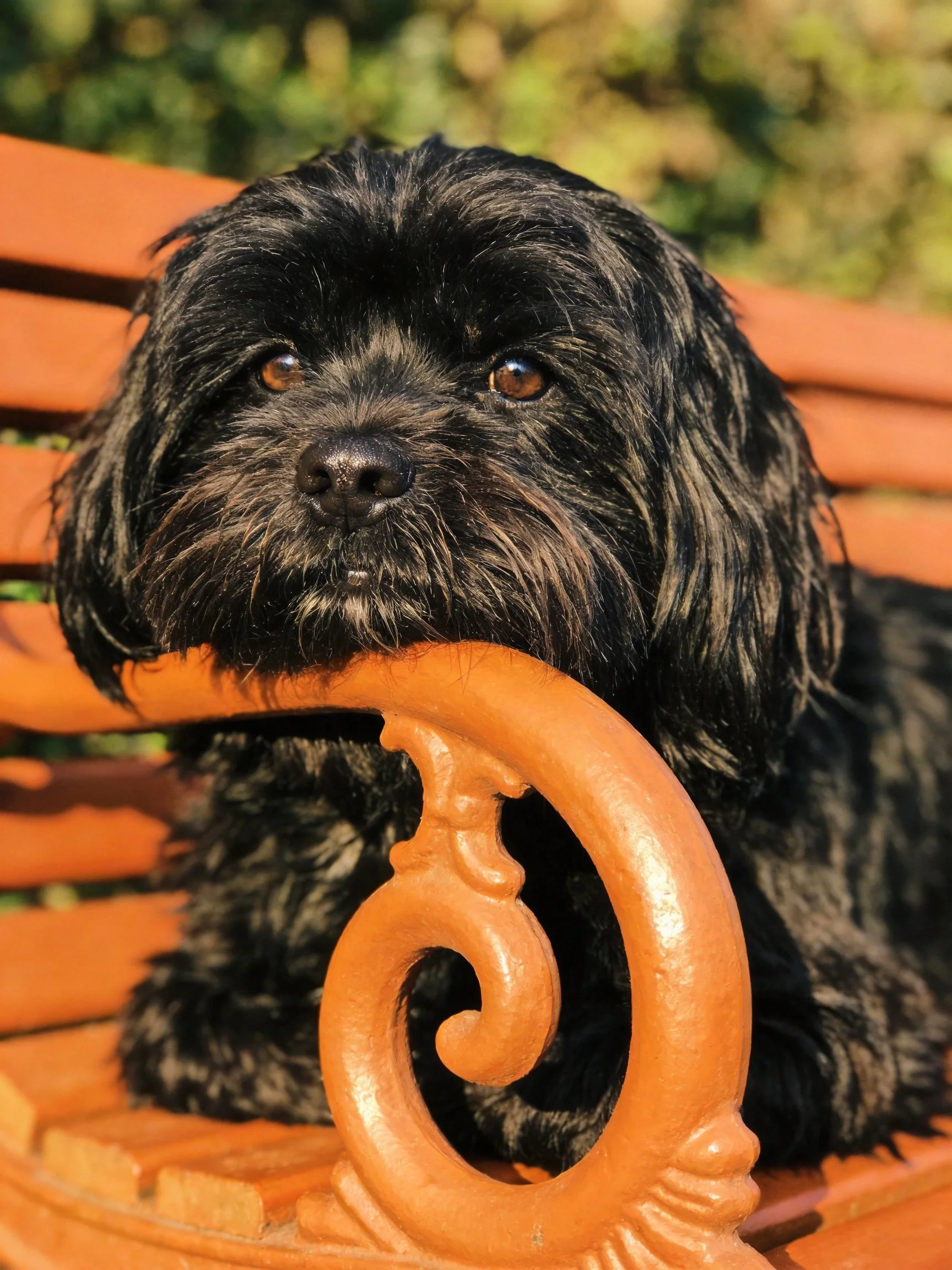 A black dog relaxes on an orange park bench with decorative metal accents.