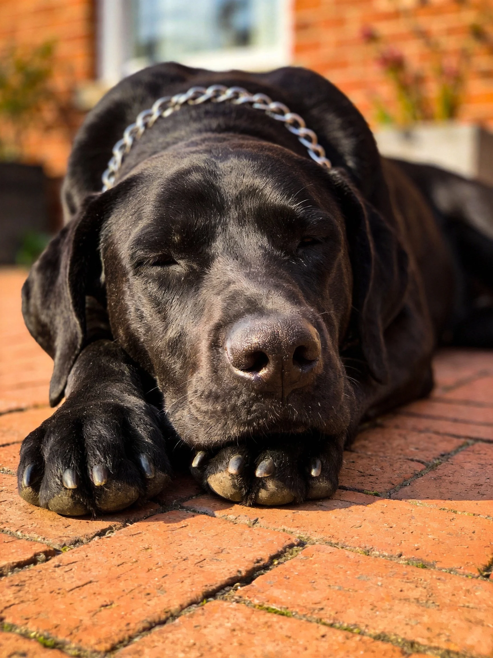 A black dog rests on a brick patio with a silver chain collar