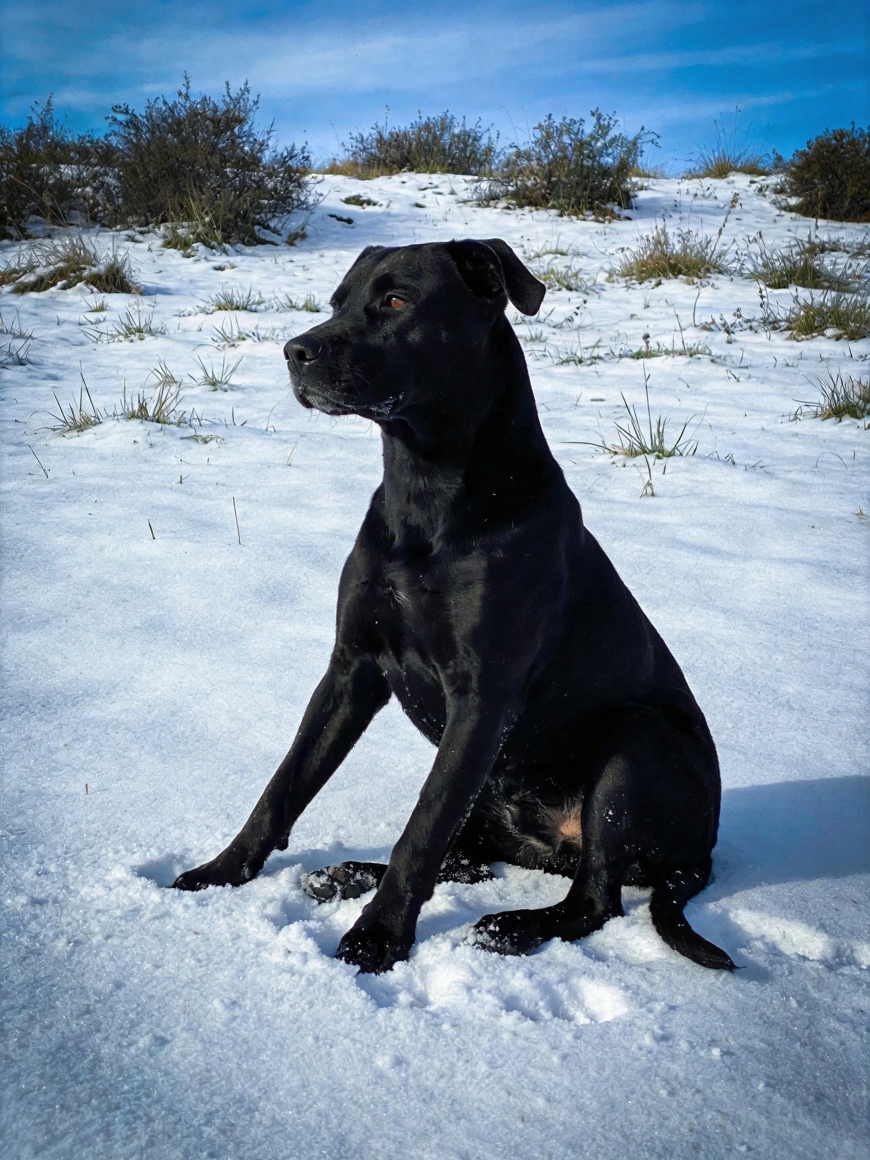 A black dog sits quietly amid a snowy terrain with vegetation