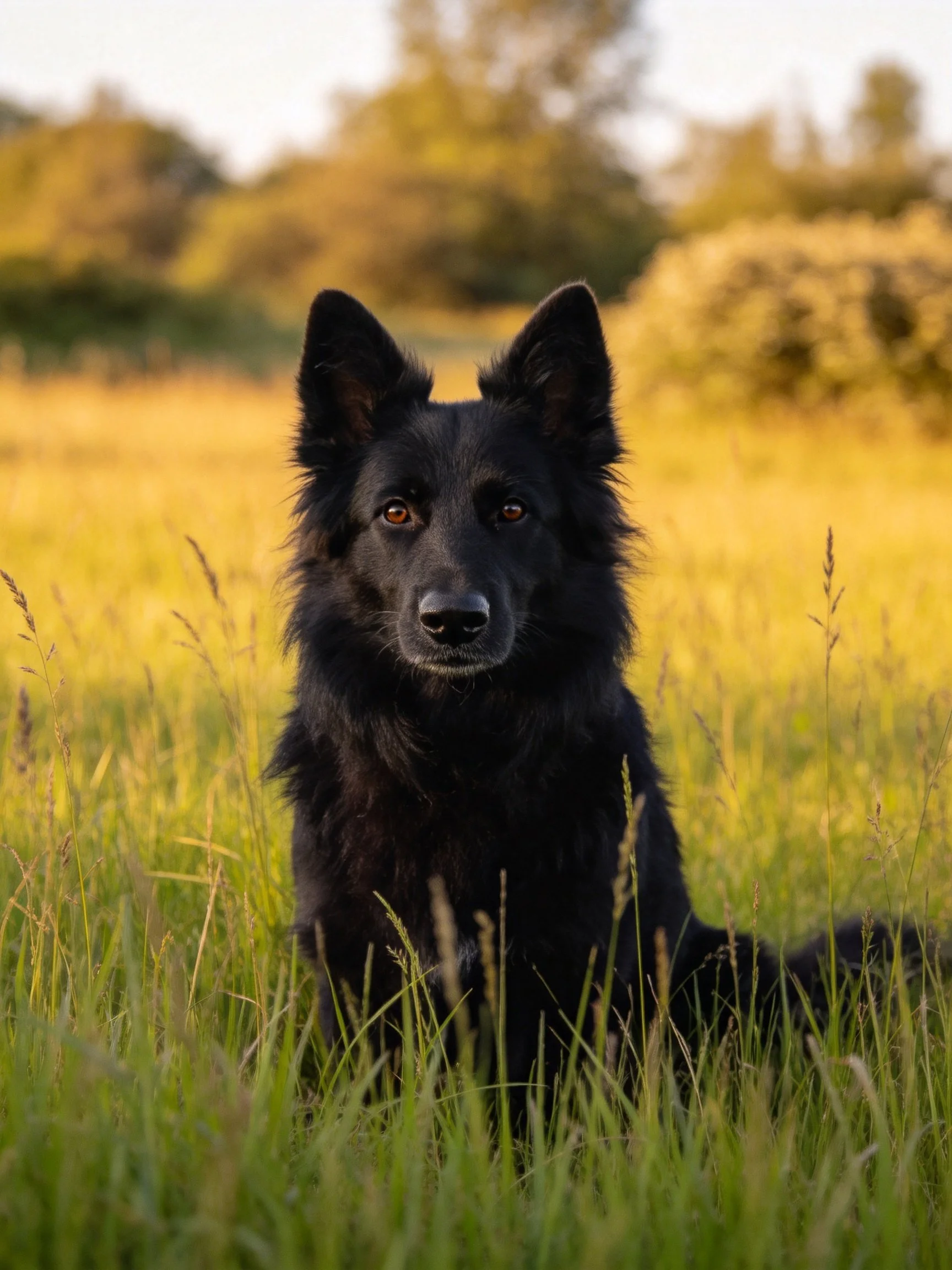 A black dog rests in a sunlit meadow amid tall grass and out - of - focus vegetation.