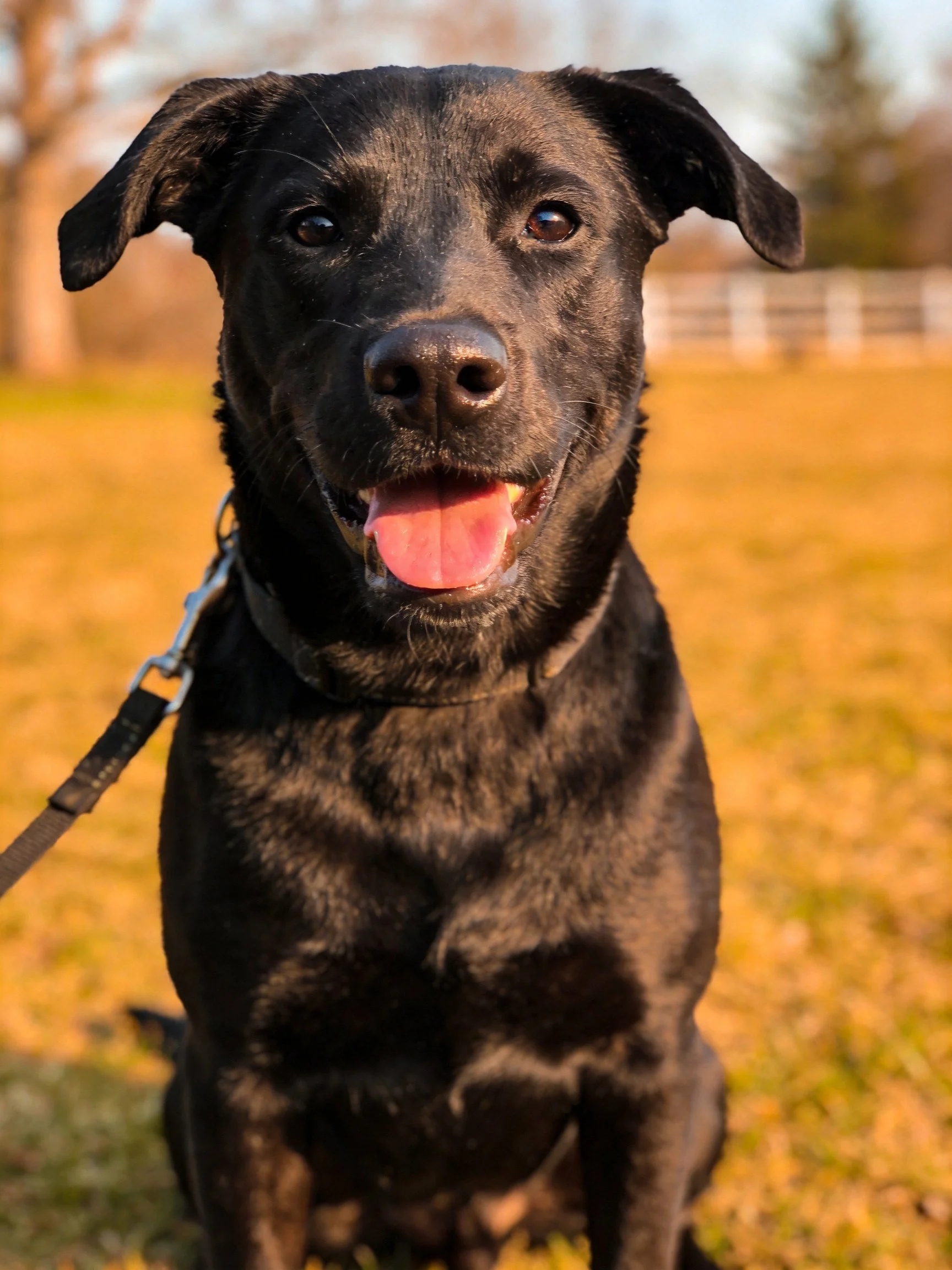 A black dog sitting contentedly in a sunlit grassy field