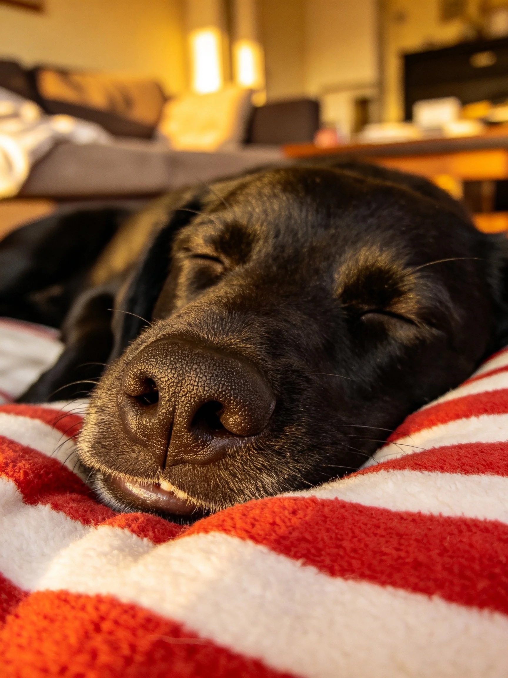 A black dog rests on a striped blanket in a cozy indoor setting