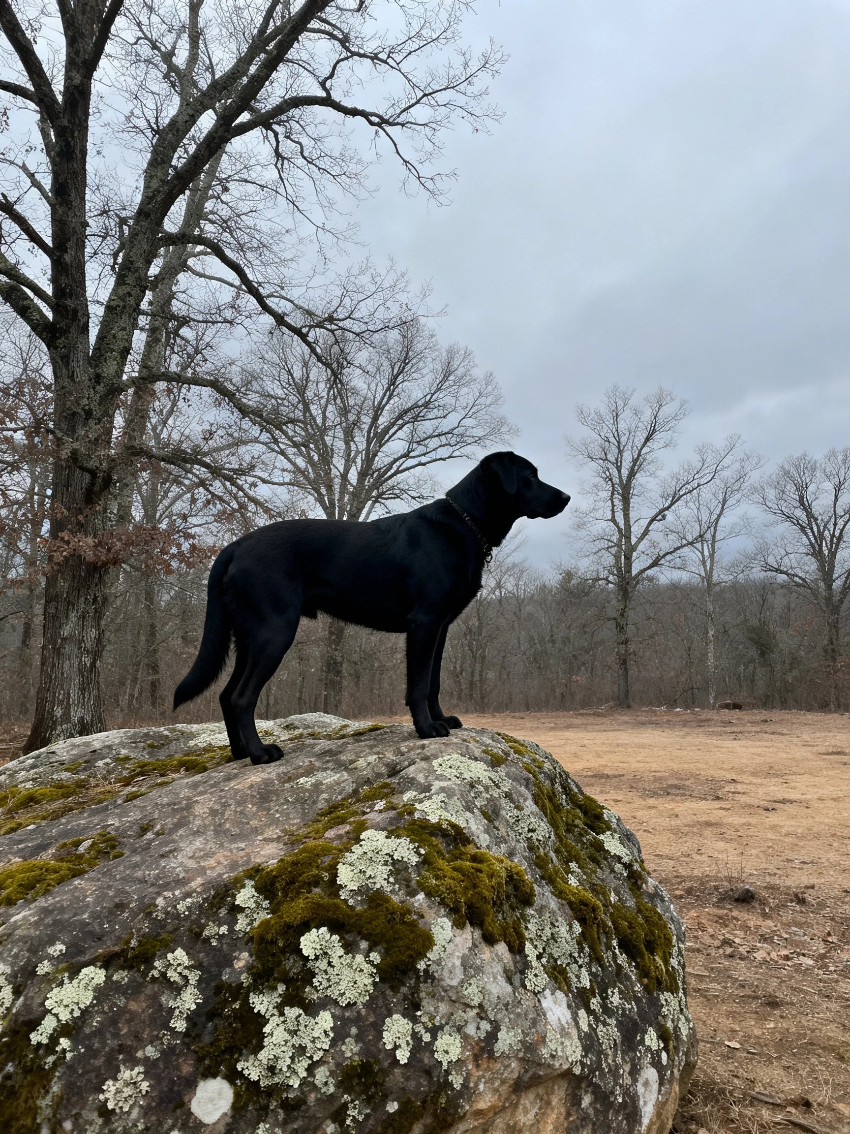 A black dog stands on a mossy lichen-covered rock near leafless trees