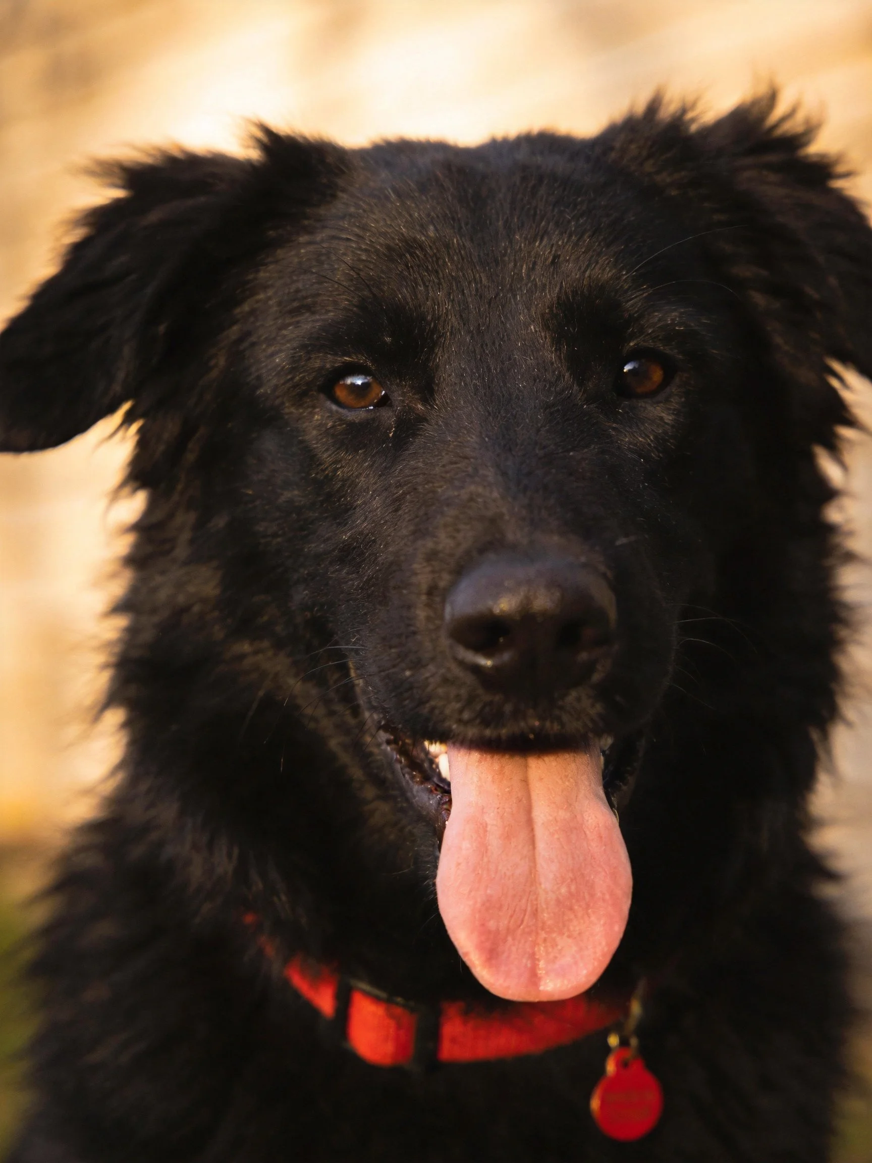 A black dog with a red collar is panting in an outdoor area.