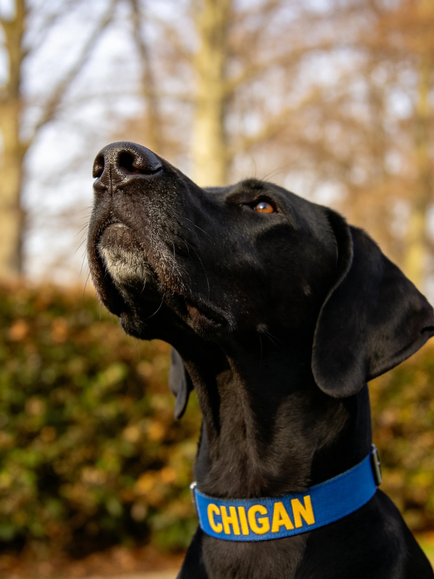 A black dog with a blue CHIGAN collar gazes upward outdoors