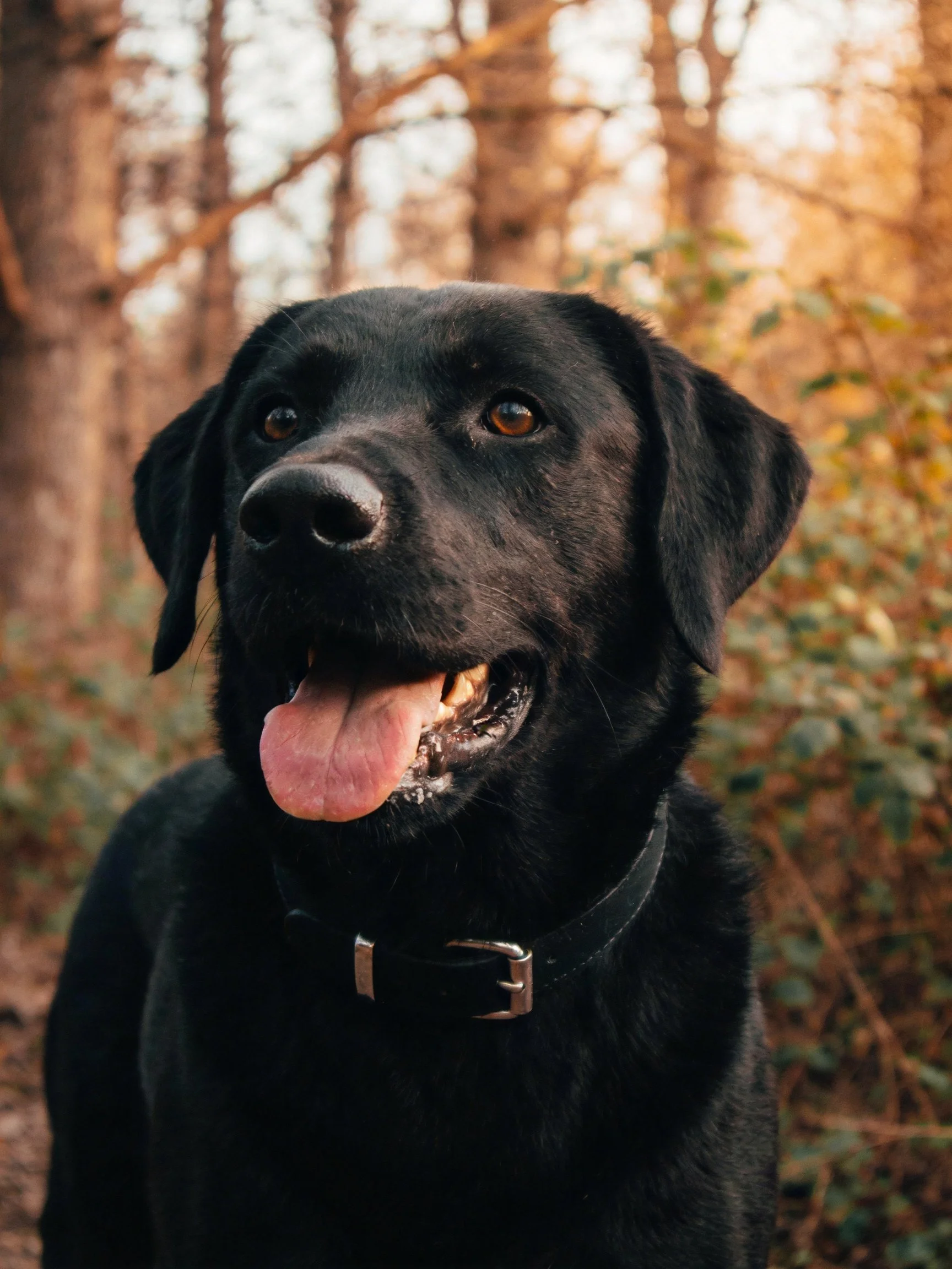 A black dog with a collar in a wooded forest setting