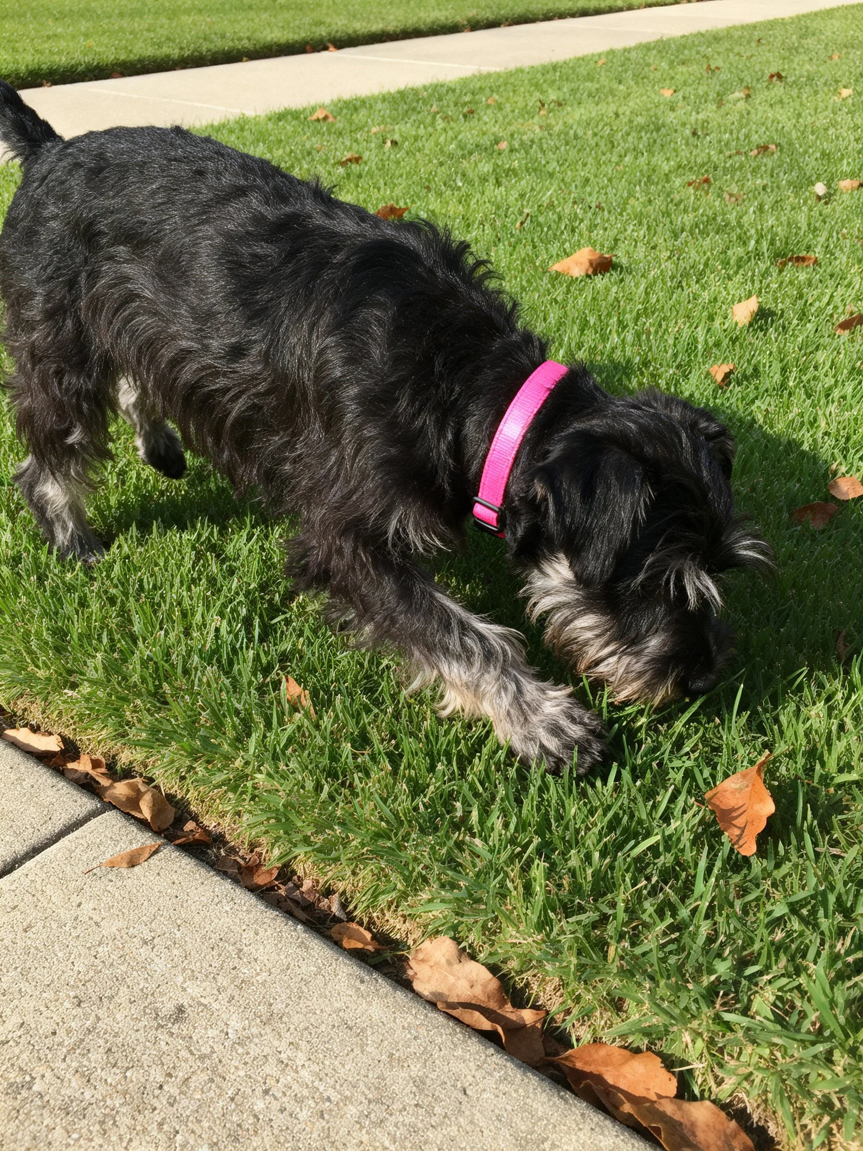 A black dog with a pink collar sniffs at green grass near a concrete sidewalk.