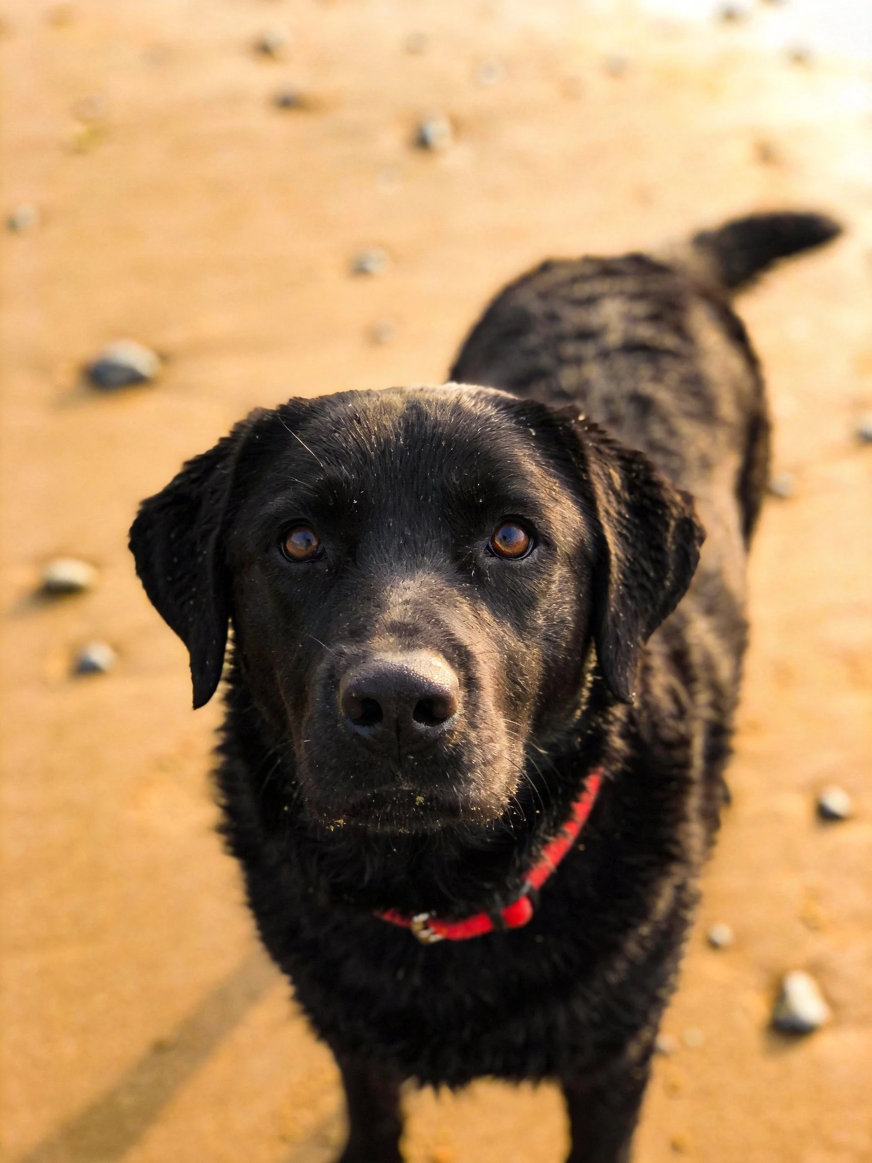A black dog with a red collar on sandy ground