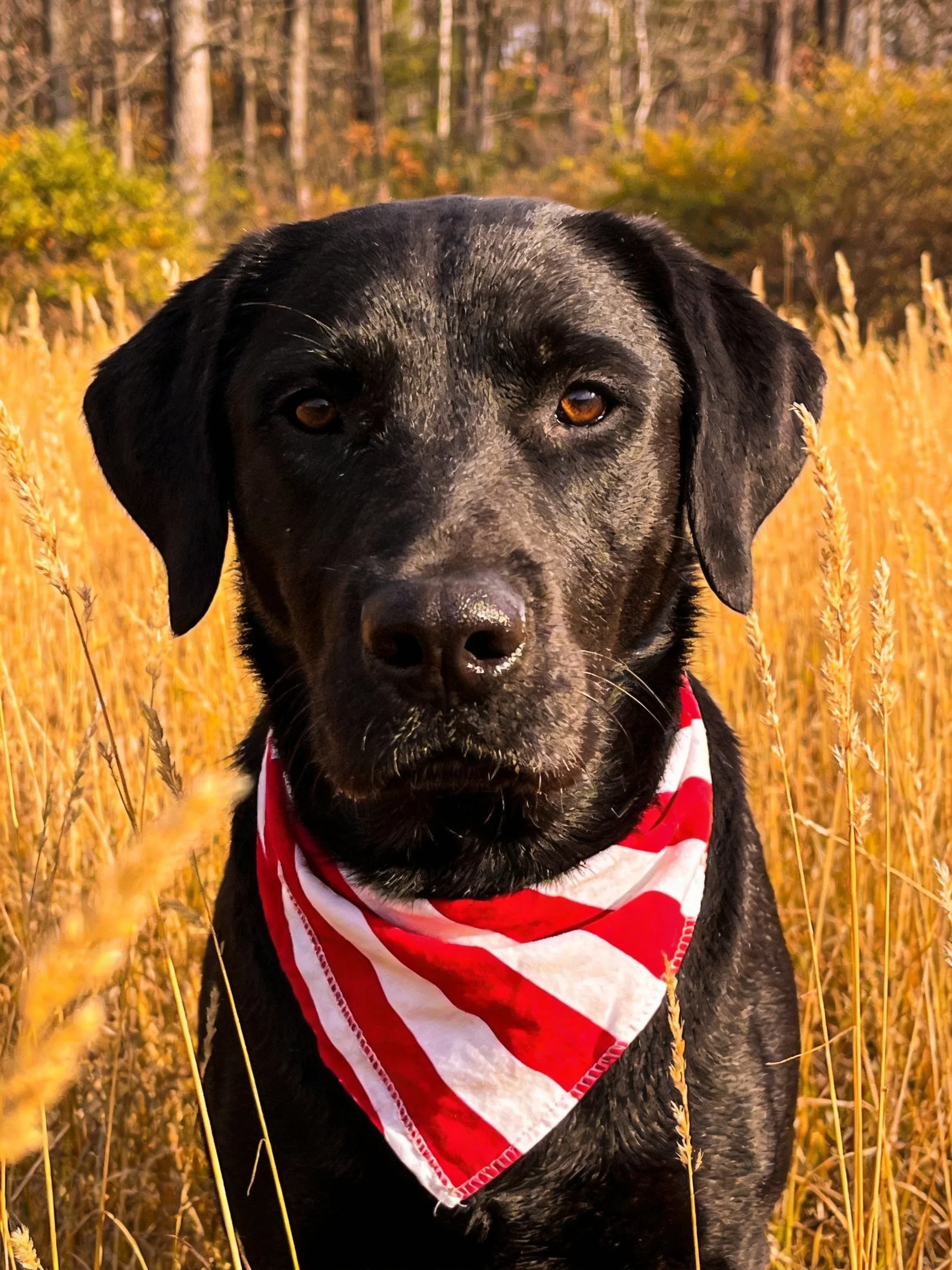 A black dog with a red-white striped bandana in golden grassland