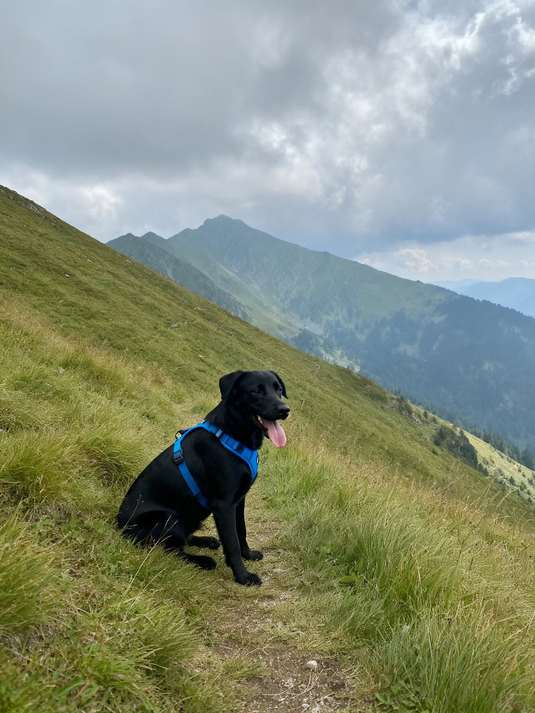 A black dog with blue harness sits on a grassy mountain slope under cloudy skies