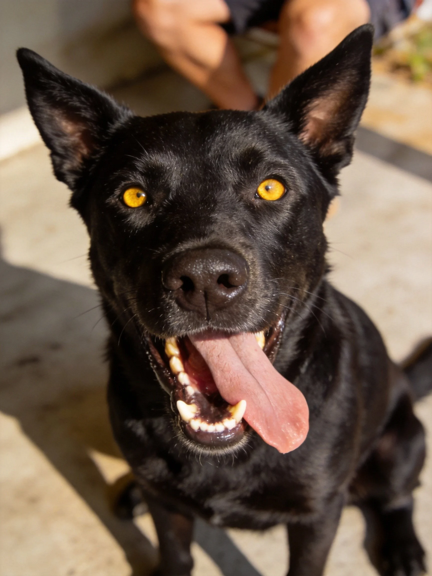 A black dog with yellow eyes sits outdoors, panting happily.